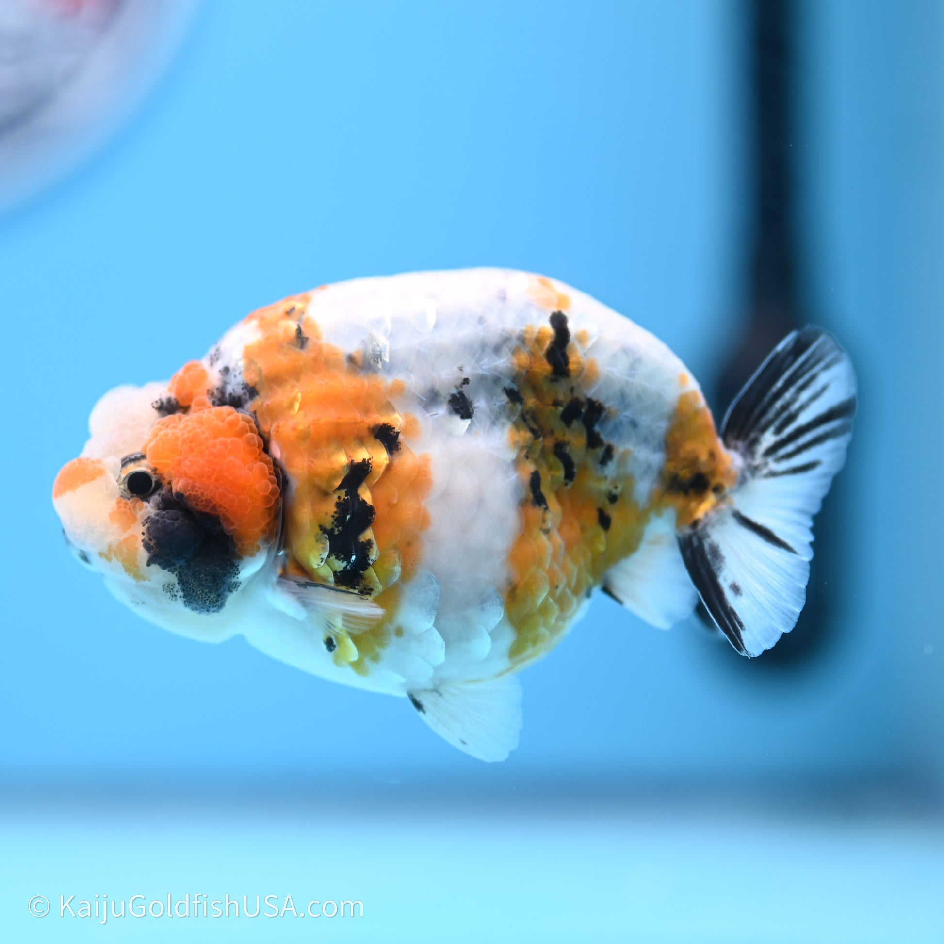 Calico Ranchu 3.5 in Body (240719_RC03) - Kaiju Goldfish USA