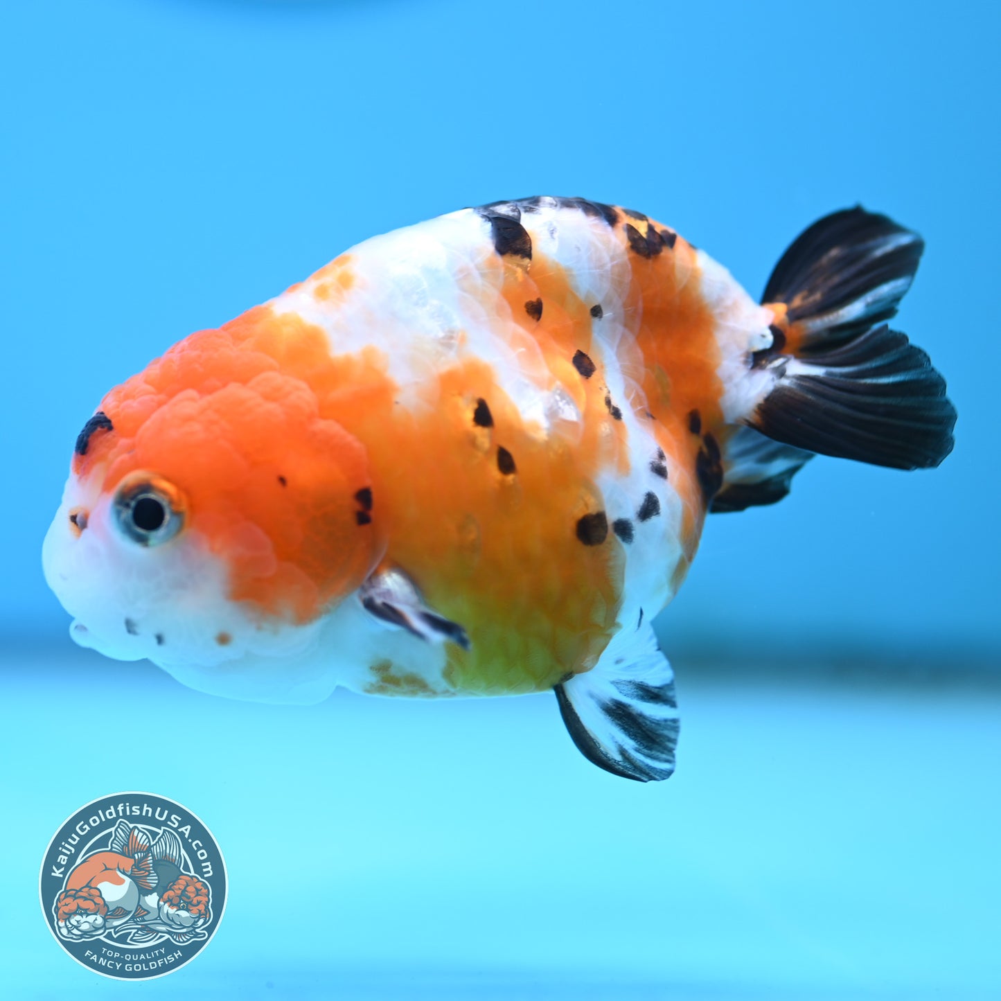 Cow Ranchu 4 inches Body - Female (250418_RC03)