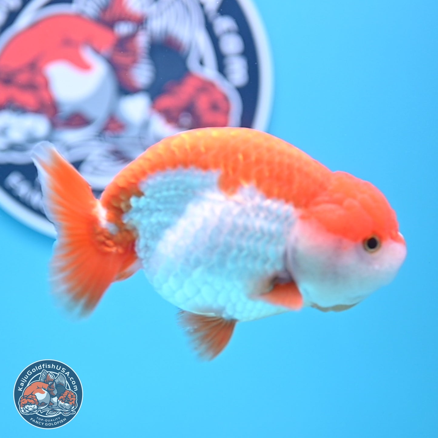 Shogun Red White Ranchu 4.5in Body (240802_RC03) - Kaiju Goldfish USA