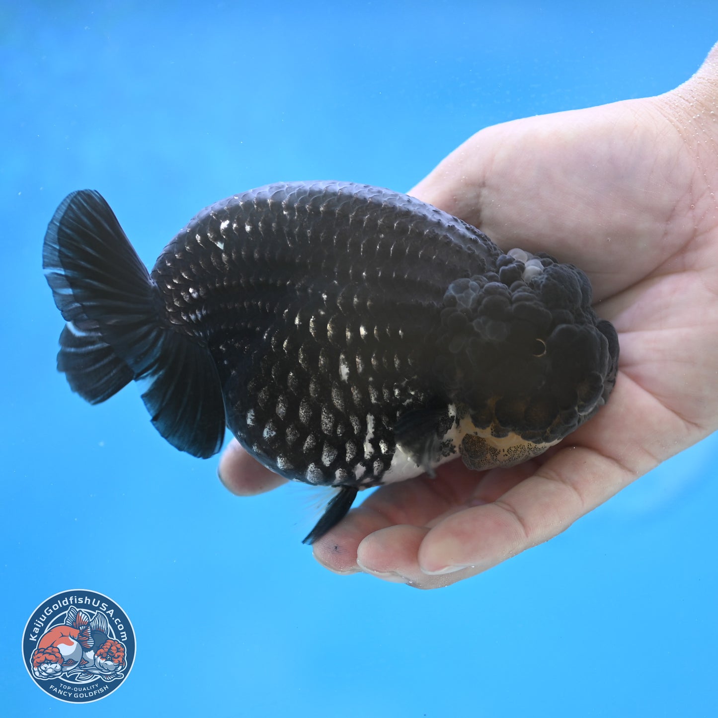 Black Platinum Ranchu 4.75 inches Body - Female (250131_RC03)