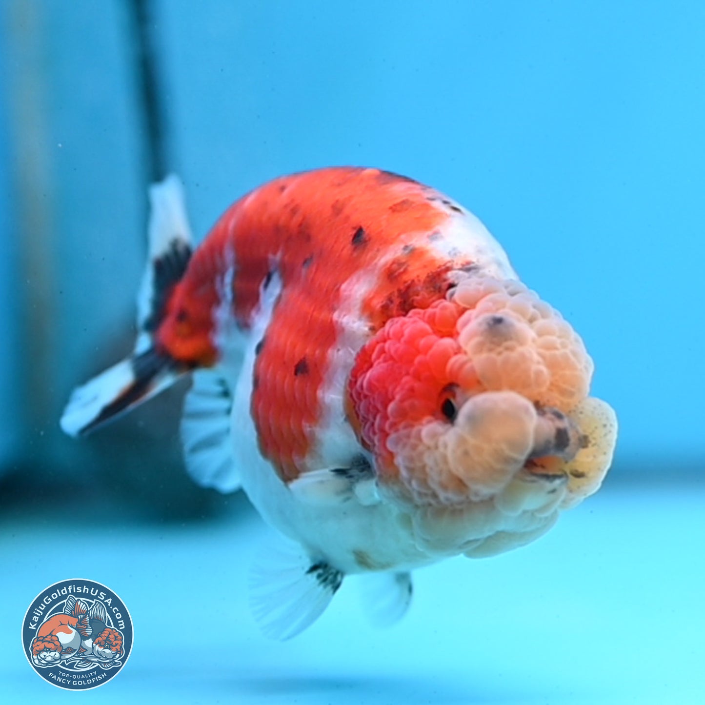 Tricolor Sakura Ranchu 4 inches Body - Female (250228_RC03)