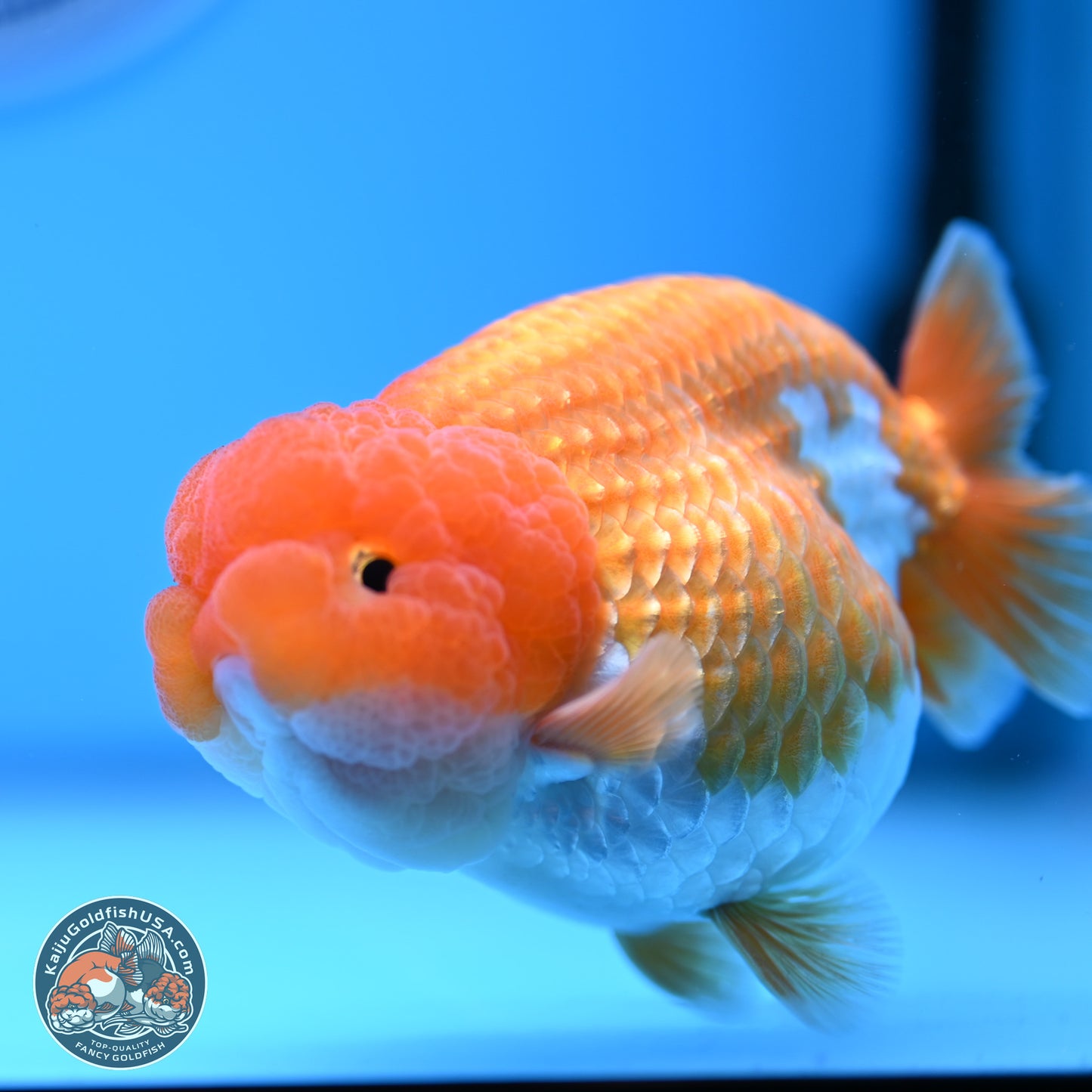 Red White Lionchu 4in Body (240823_RC03) - Kaiju Goldfish USA