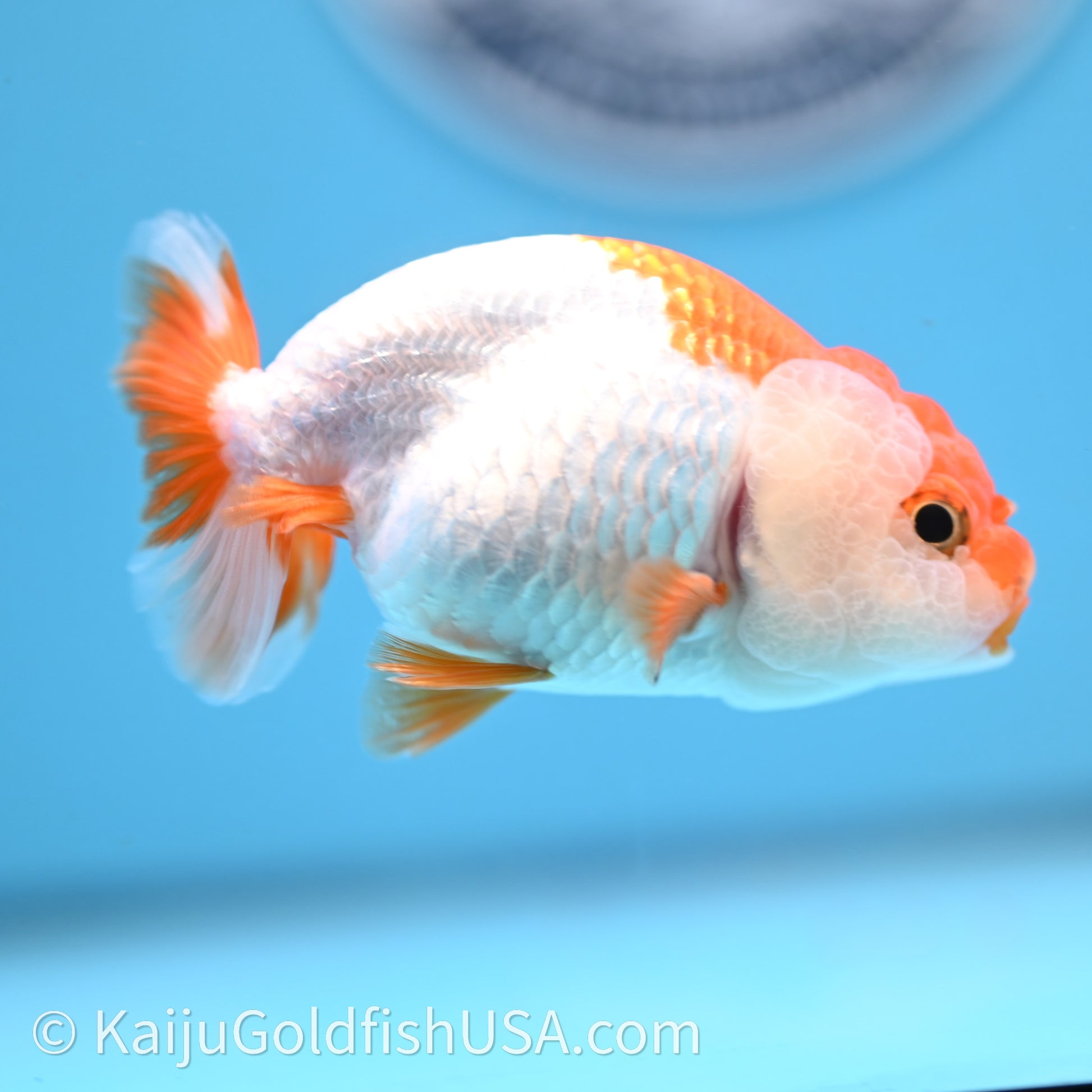 Baby Red White Lionchu 3.2in body (240726_RC03) - Kaiju Goldfish USA