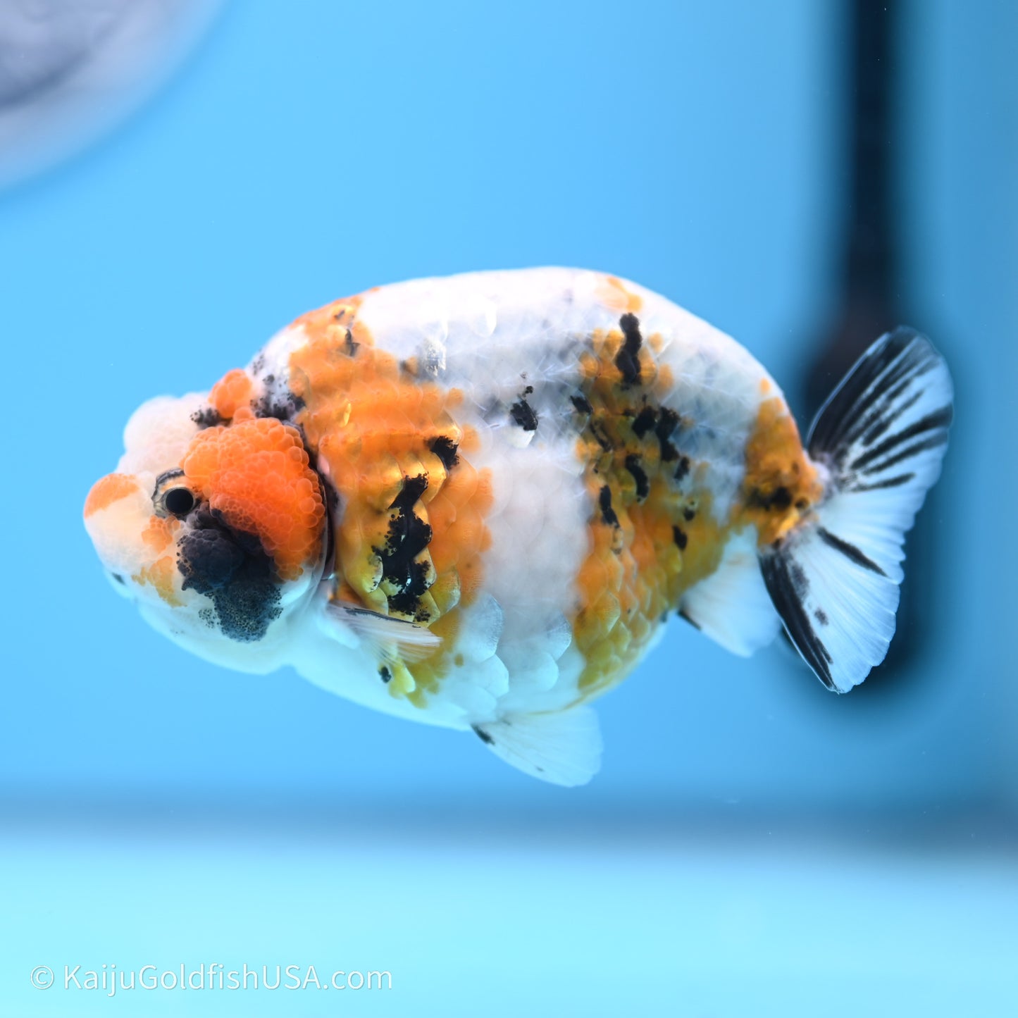 Calico Ranchu 3.5 in Body (240719_RC03) - Kaiju Goldfish USA