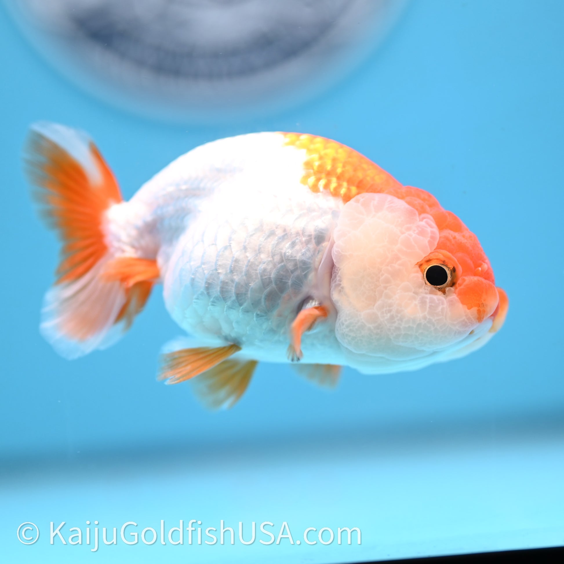 Baby Red White Lionchu 3.2in body (240726_RC03) - Kaiju Goldfish USA