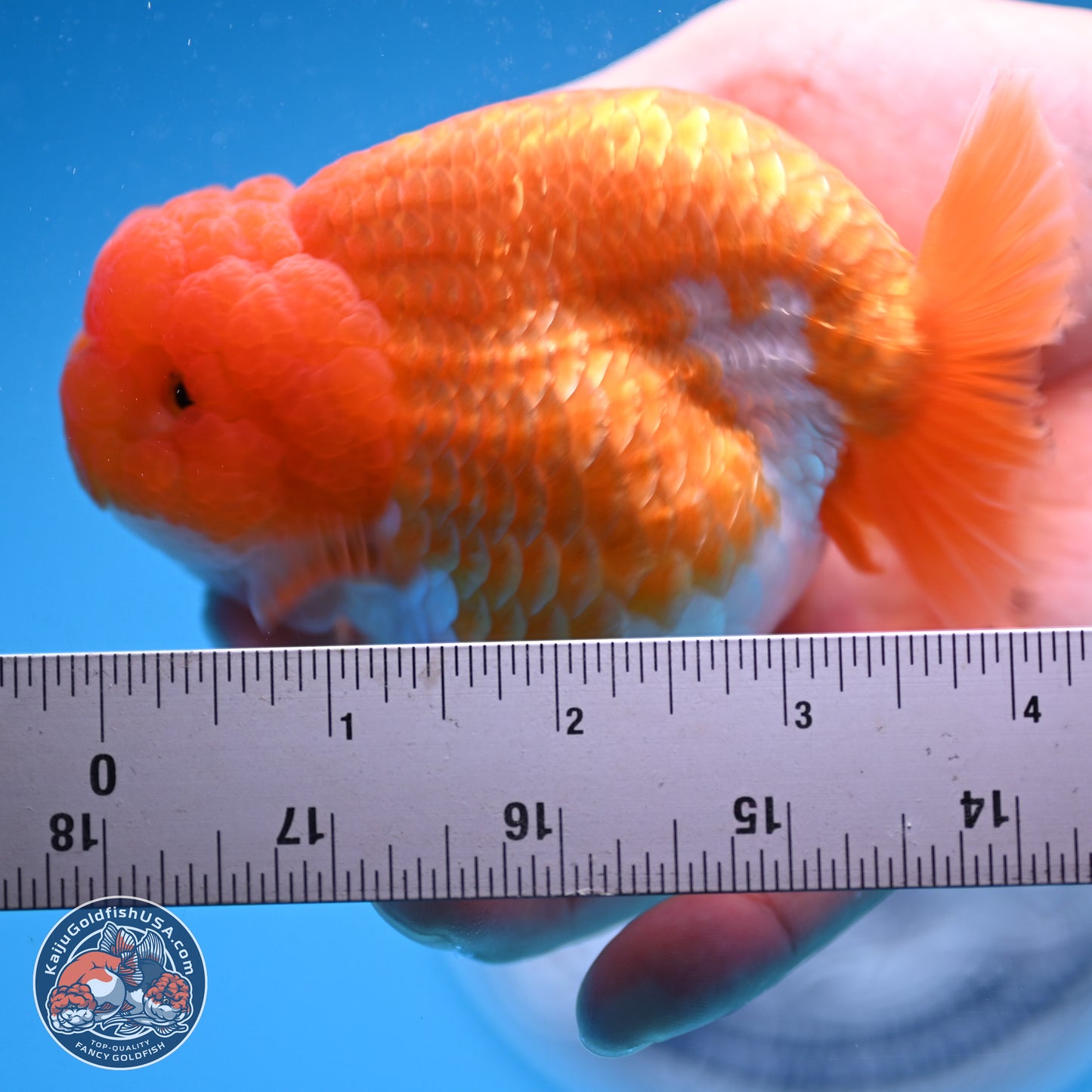 Red White Lionchu 4in Body (240823_RC03) - Kaiju Goldfish USA