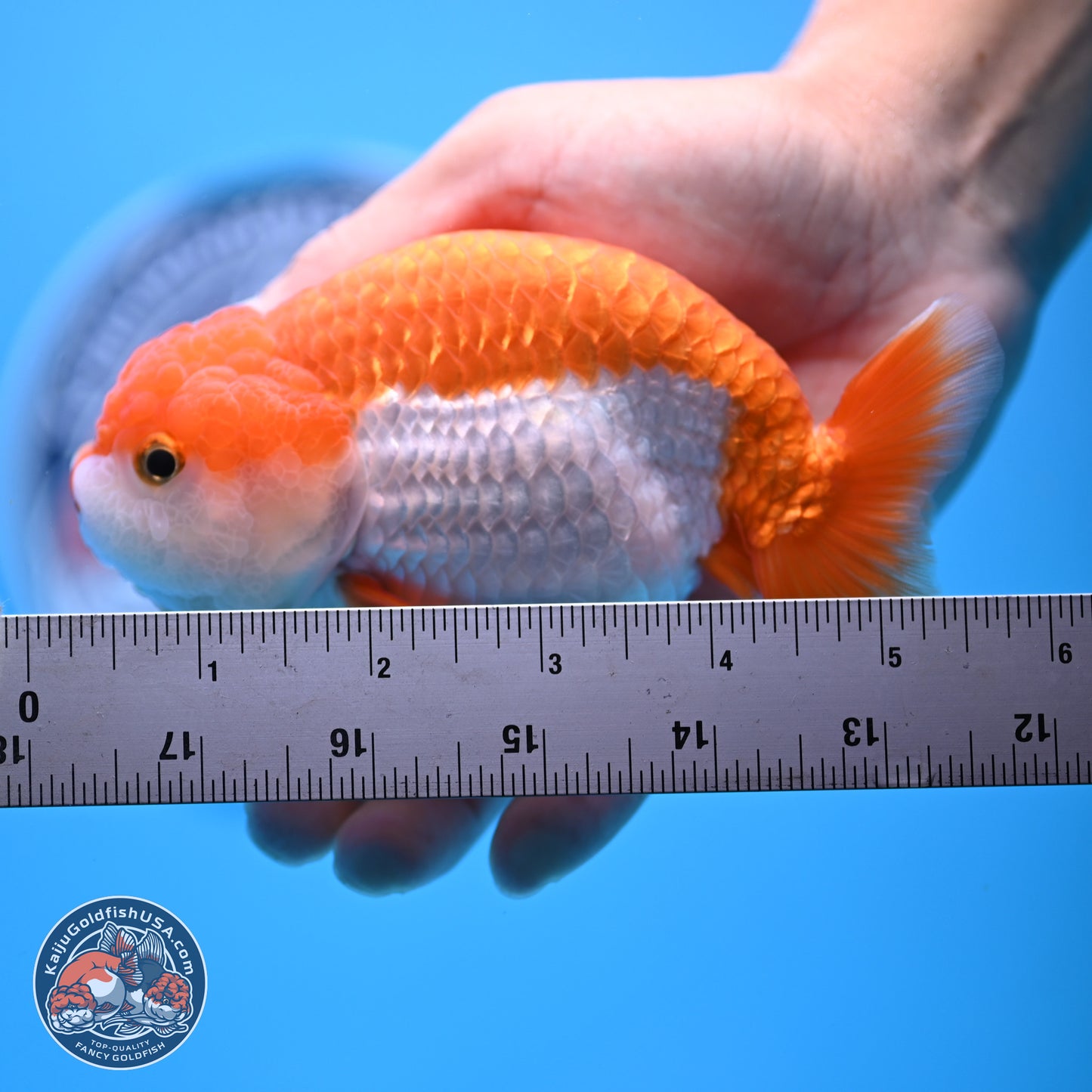 Shogun Red White Ranchu 4.5in Body (240802_RC03) - Kaiju Goldfish USA