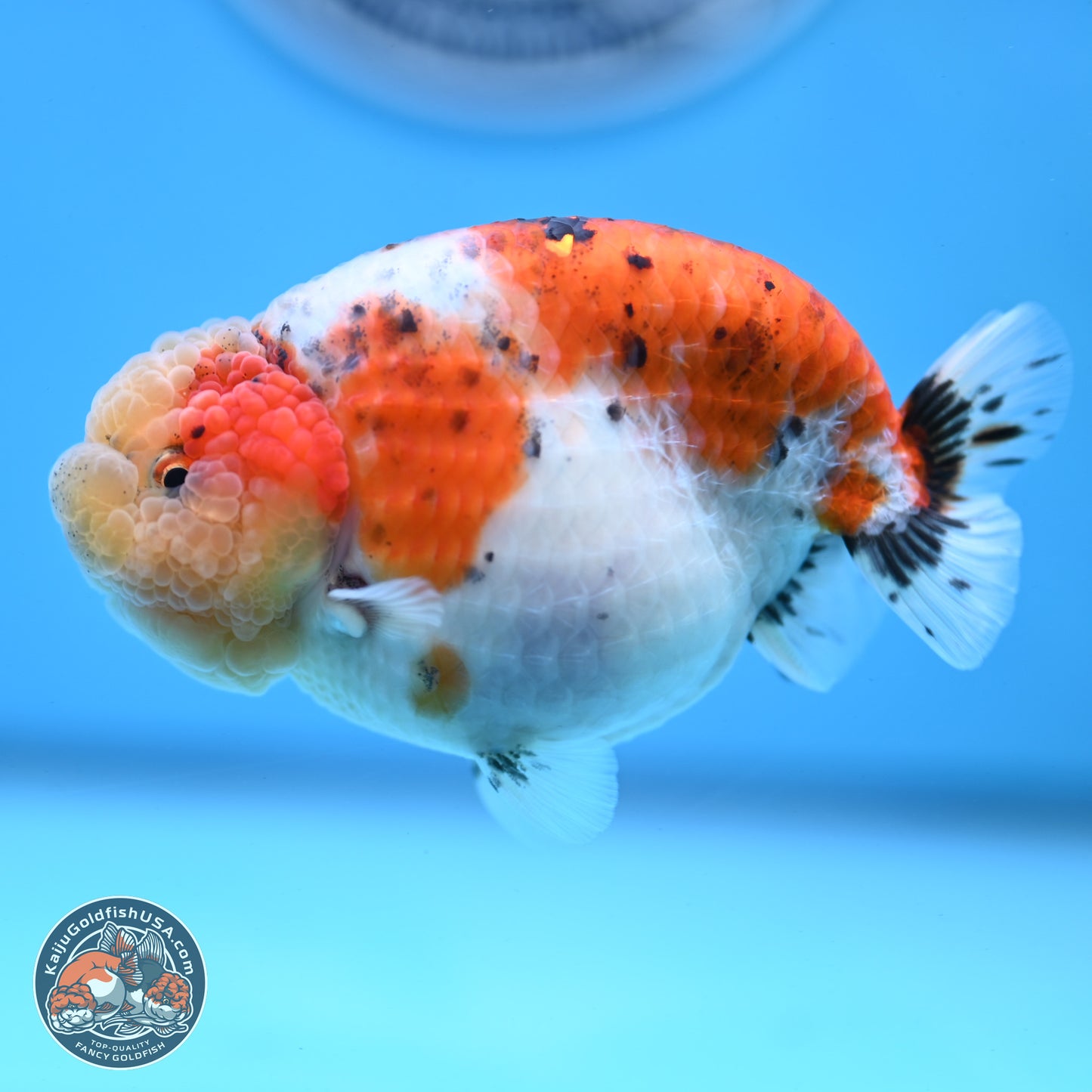 Tricolor Sakura Ranchu 4 inches Body - Female (250228_RC03)