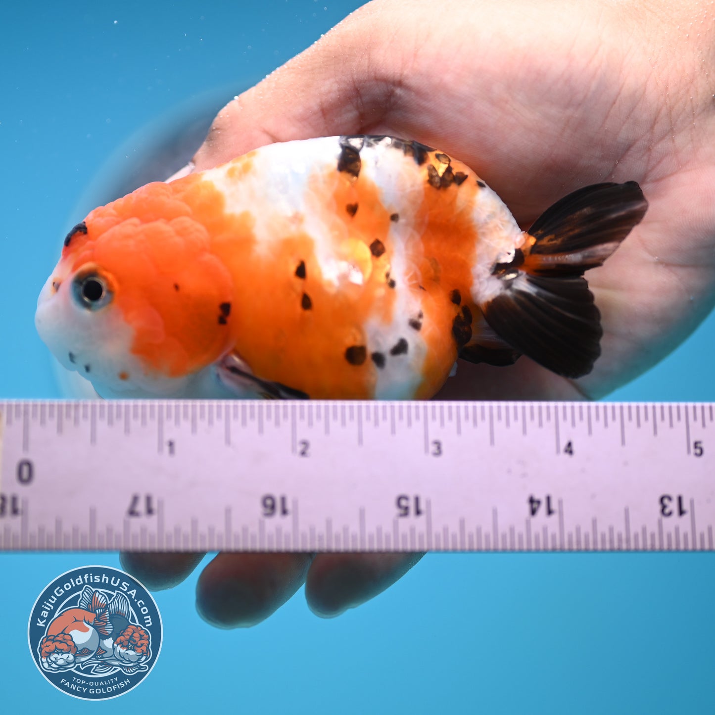 Cow Ranchu 4 inches Body - Female (250418_RC03)