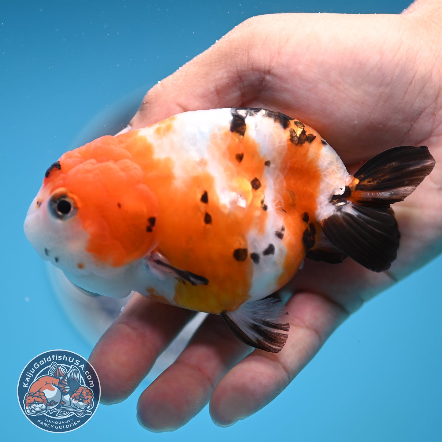 Cow Ranchu 4 inches Body - Female (250418_RC03)