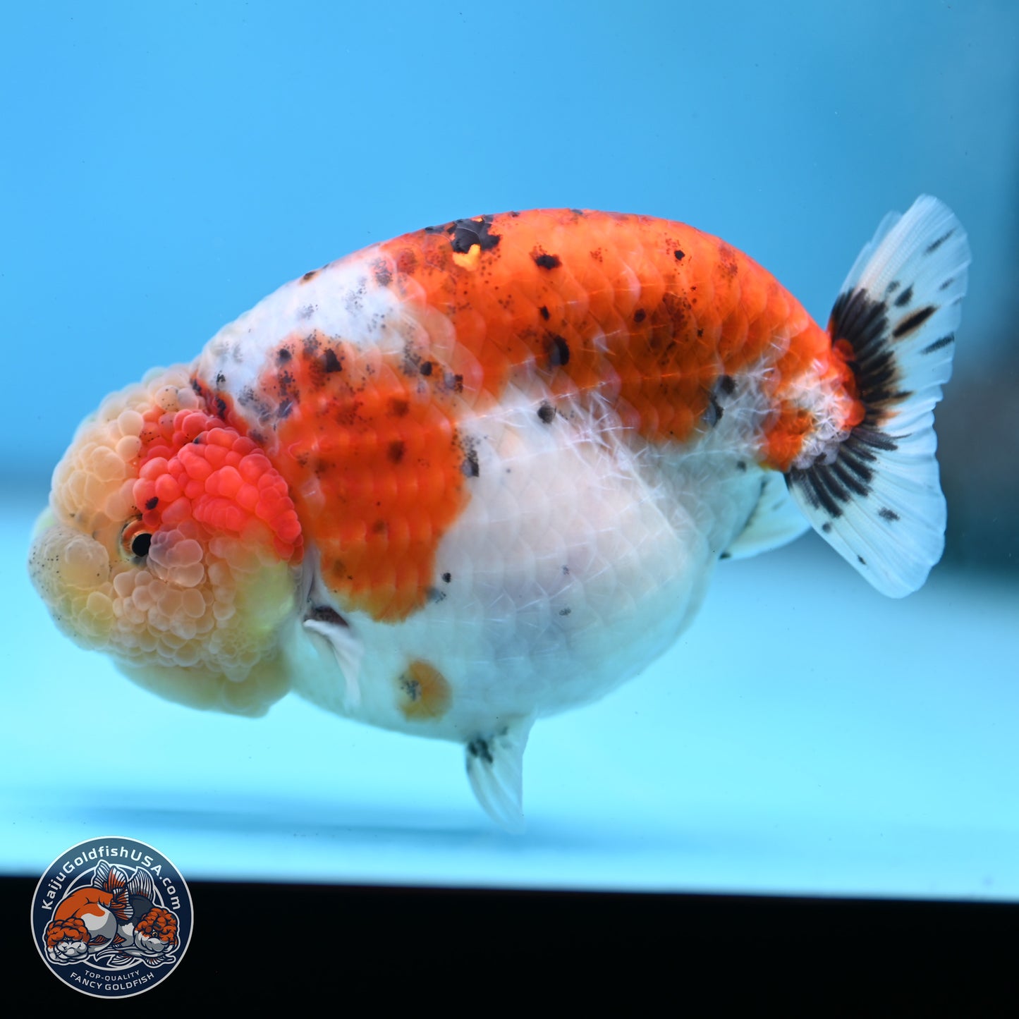 Tricolor Sakura Ranchu 4 inches Body - Female (250228_RC03)