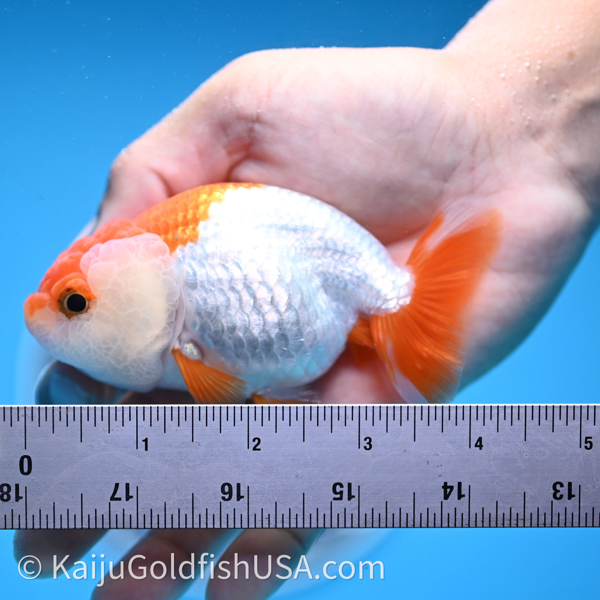 Baby Red White Lionchu 3.2in body (240726_RC03) - Kaiju Goldfish USA