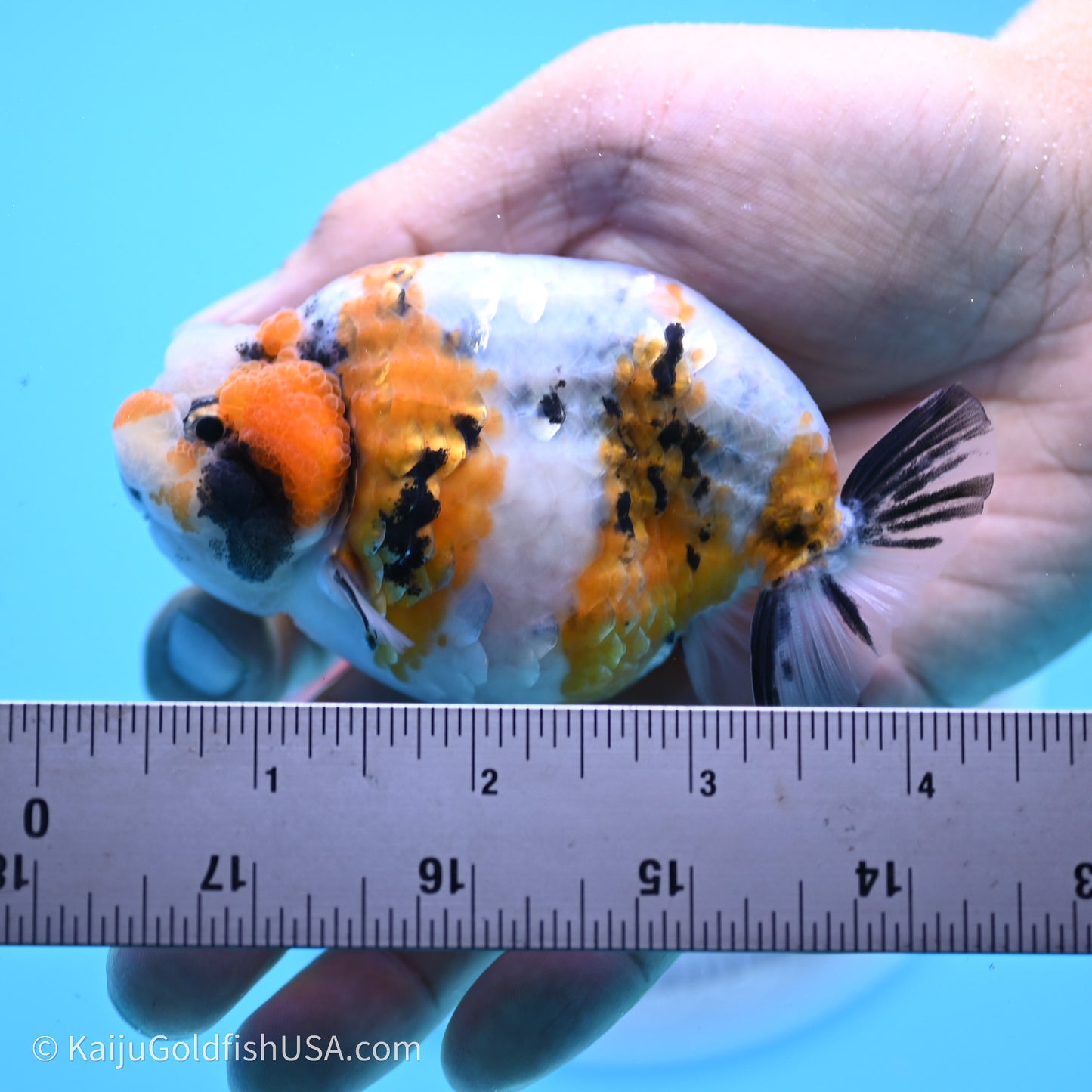 Calico Ranchu 3.5 in Body (240719_RC03) - Kaiju Goldfish USA