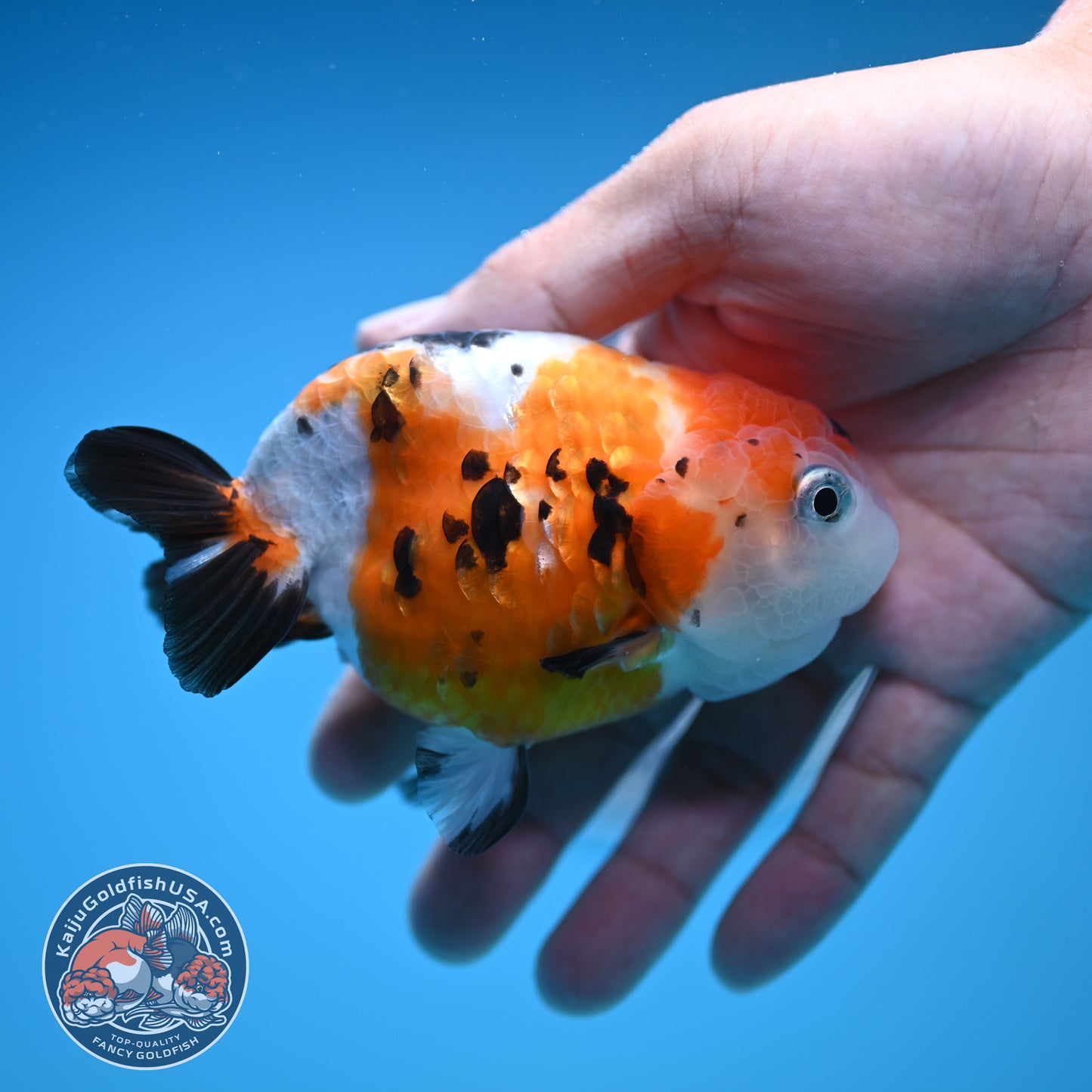 Cow Ranchu 4 inches Body - Female (250418_RC03)