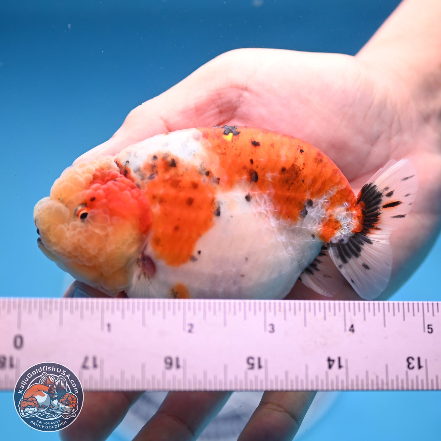 Tricolor Sakura Ranchu 4 inches Body - Female (250228_RC03)