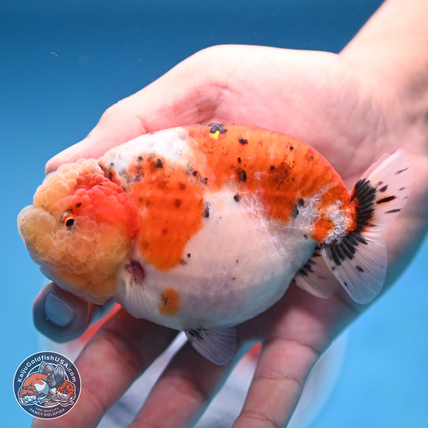 Tricolor Sakura Ranchu 4 inches Body - Female (250228_RC03)