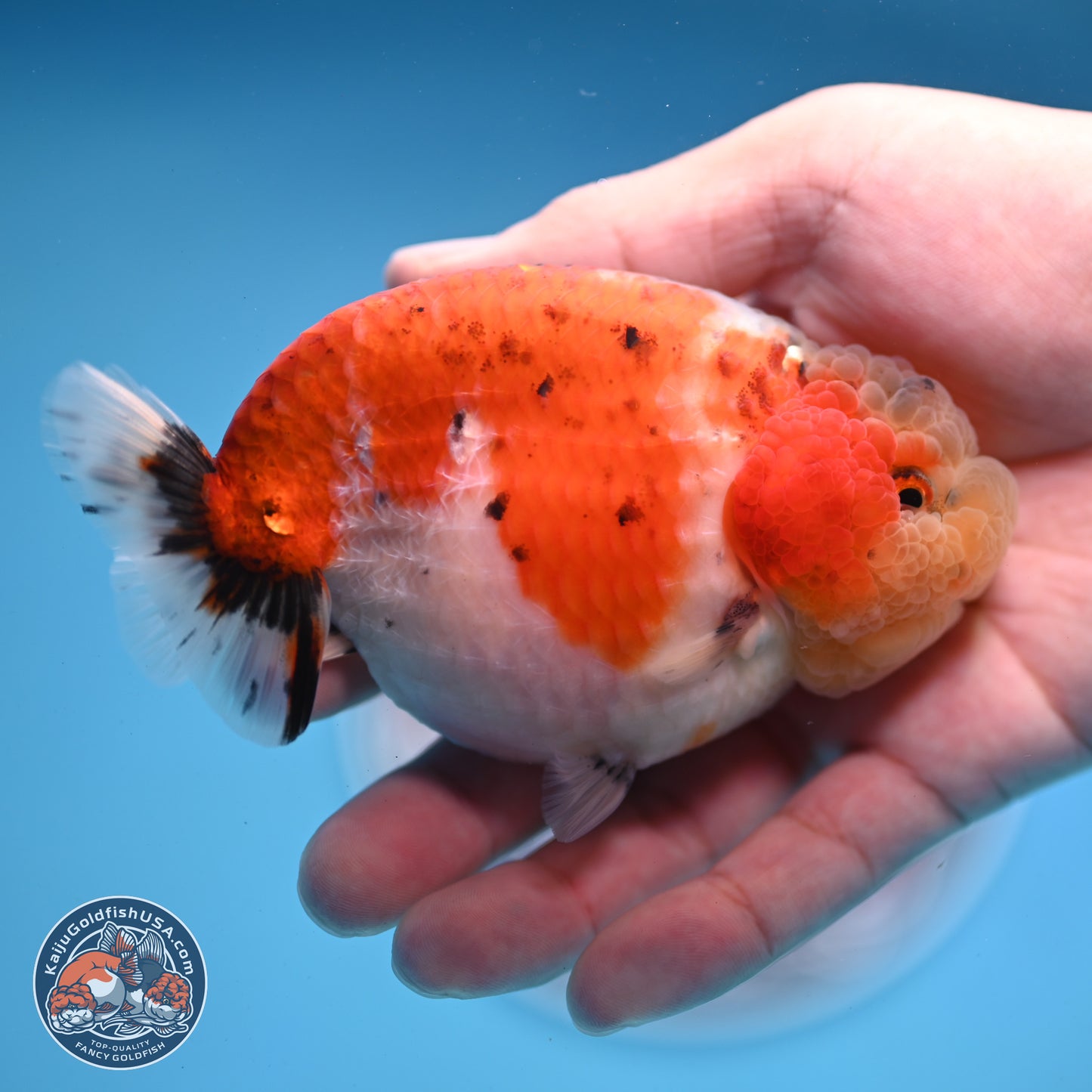 Tricolor Sakura Ranchu 4 inches Body - Female (250228_RC03)