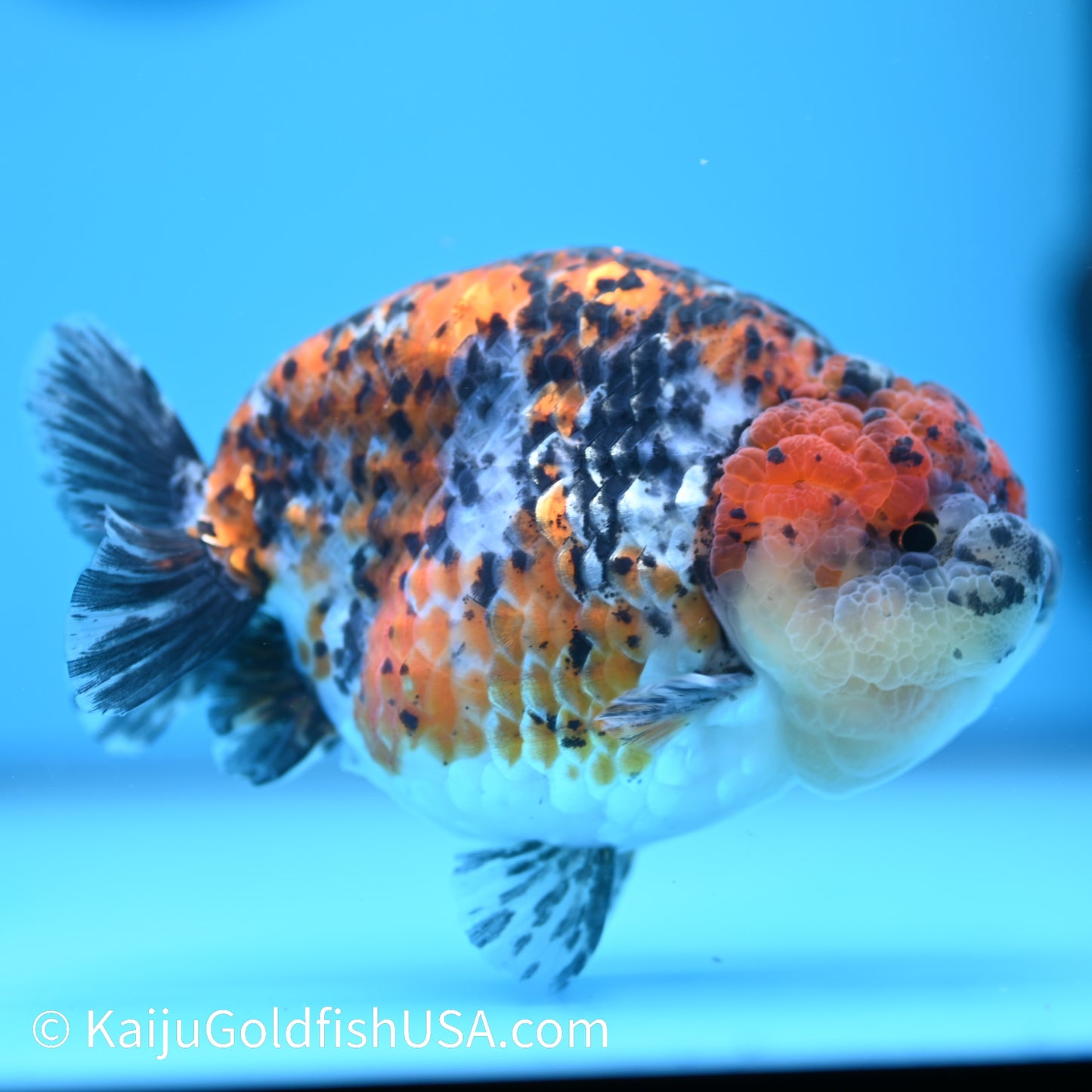 Tricolor Ranchu 5 inches(240510_RC03) - Kaiju Goldfish USA