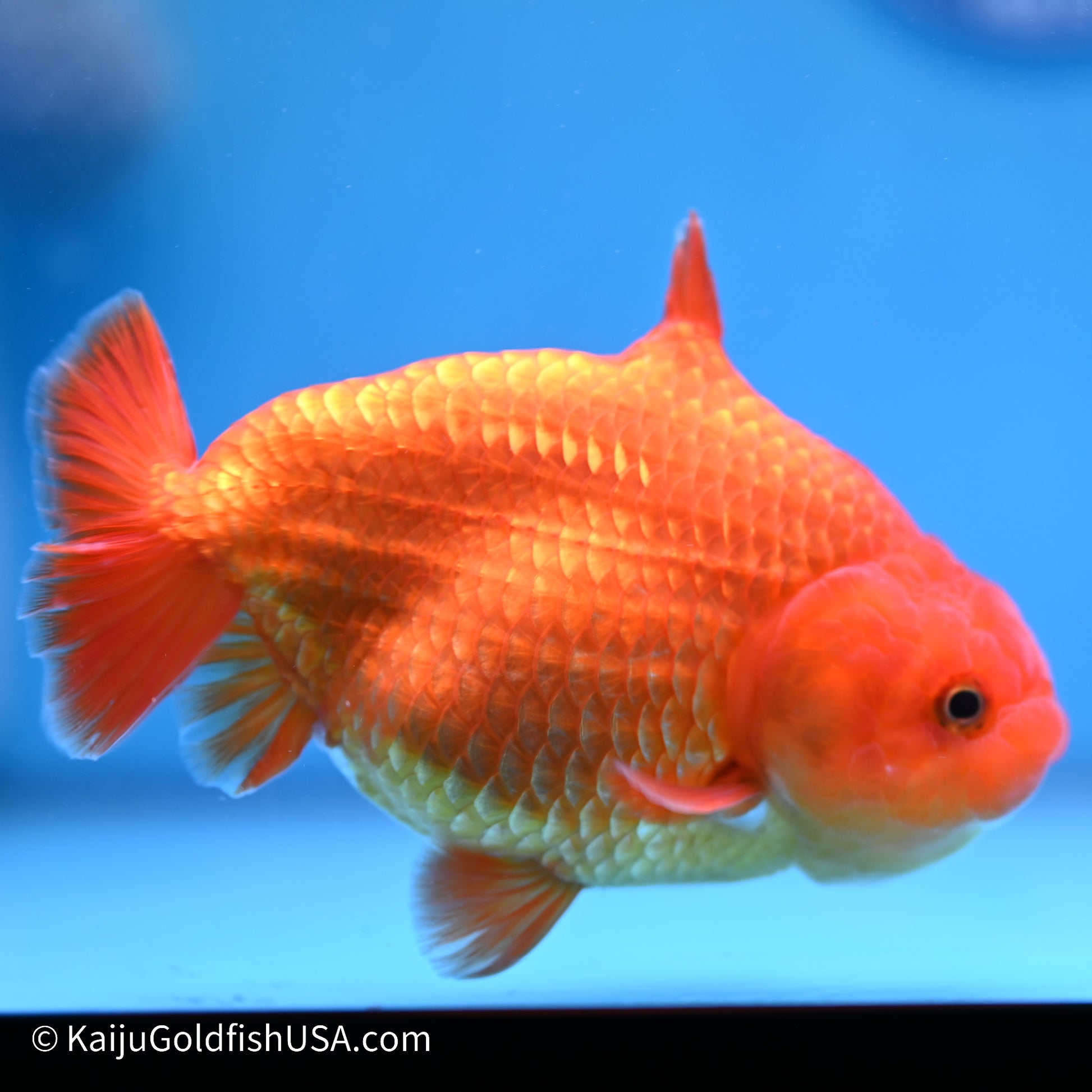 Shark Fin Ranchu 5 inches (240517_RC03) - Kaiju Goldfish USA