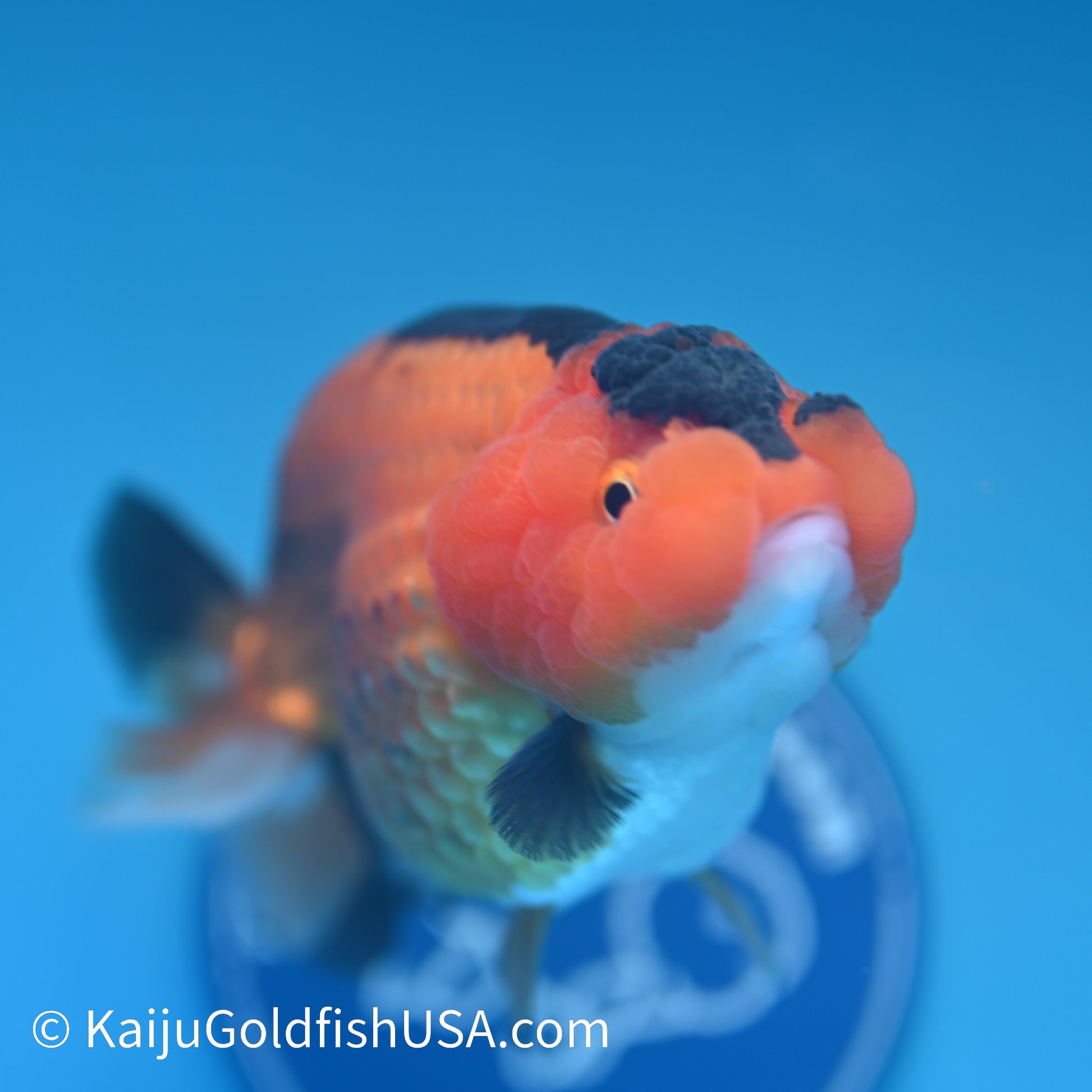 Apache Ranchu 5.5 inches(240426_RC03) - Kaiju Goldfish USA