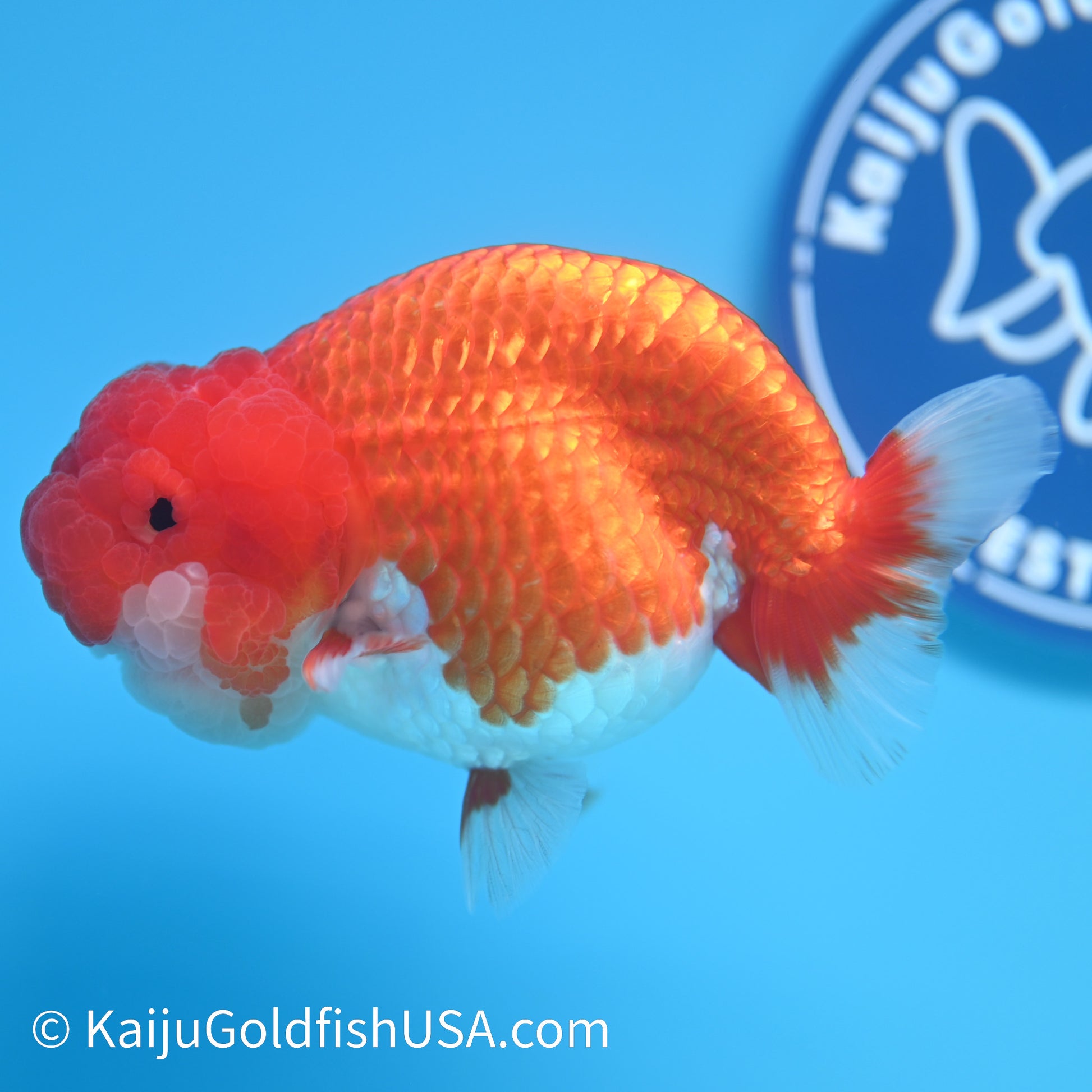 Marbled Wen Red White Buffalo Ranchu 4-4.5 inches (240322_RC03) - Kaiju Goldfish USA