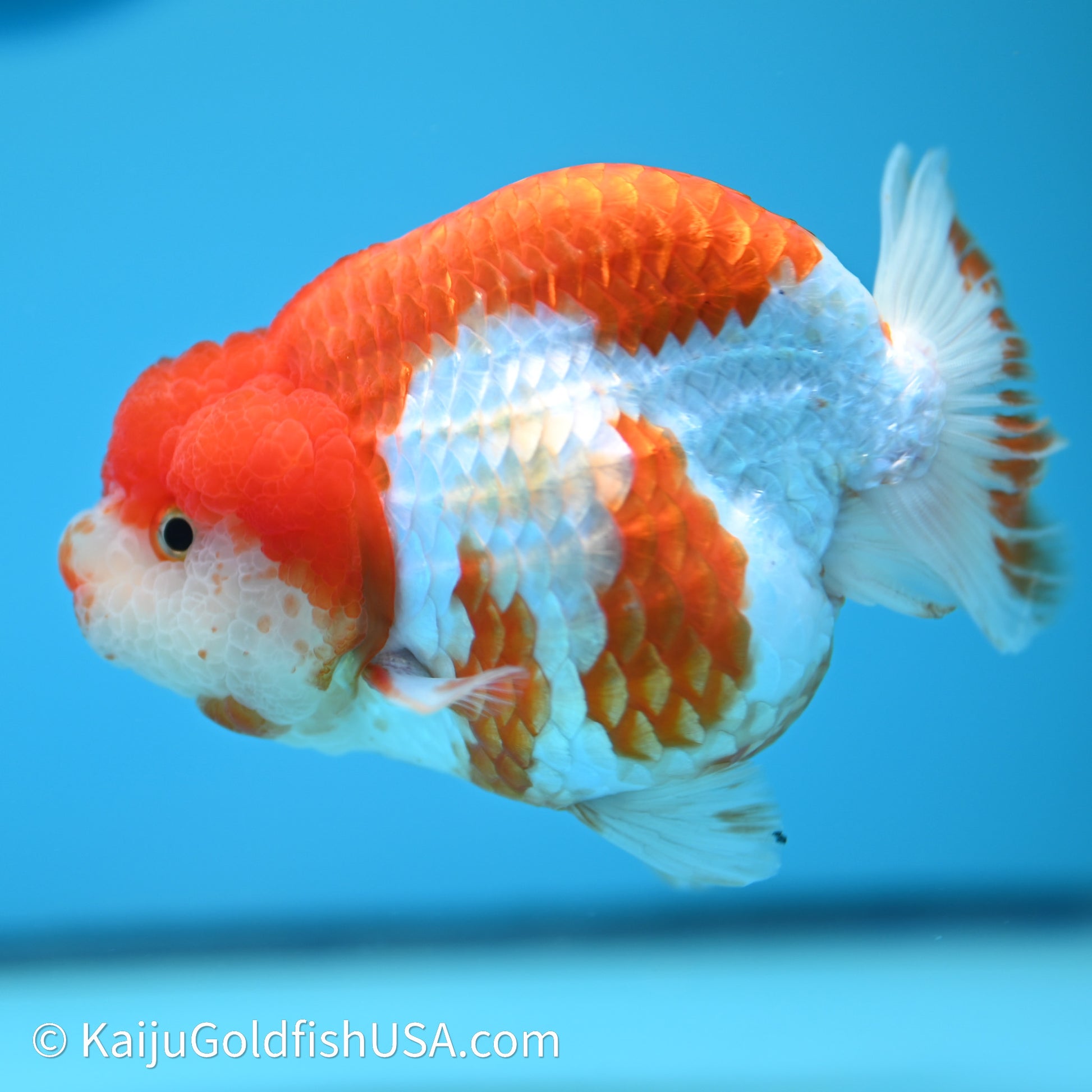 Red White Lionchu 4in body (240607_RC03) - Kaiju Goldfish USA
