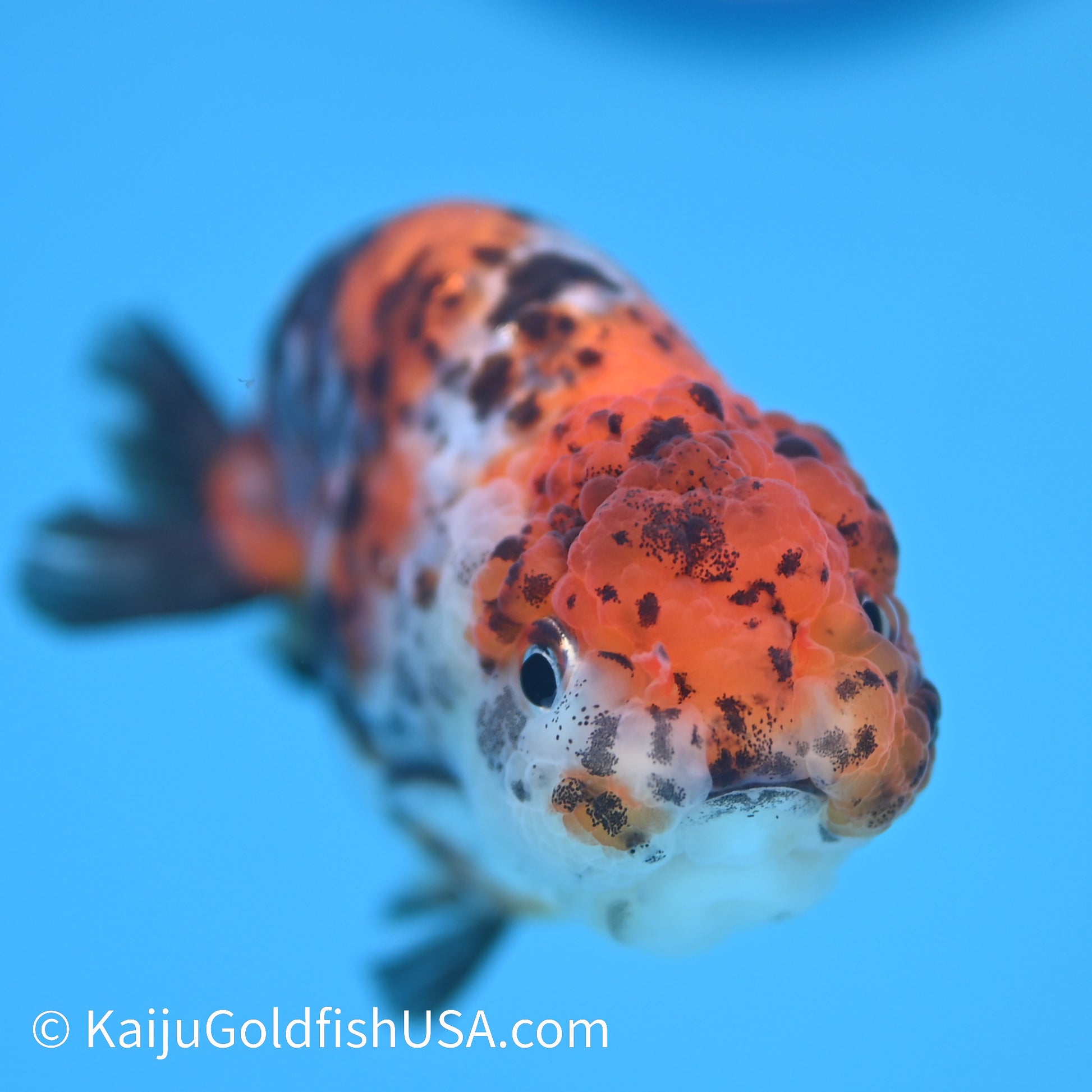 Calico Ranchu 3.5-4 inches (240308_RC03) - Kaiju Goldfish USA