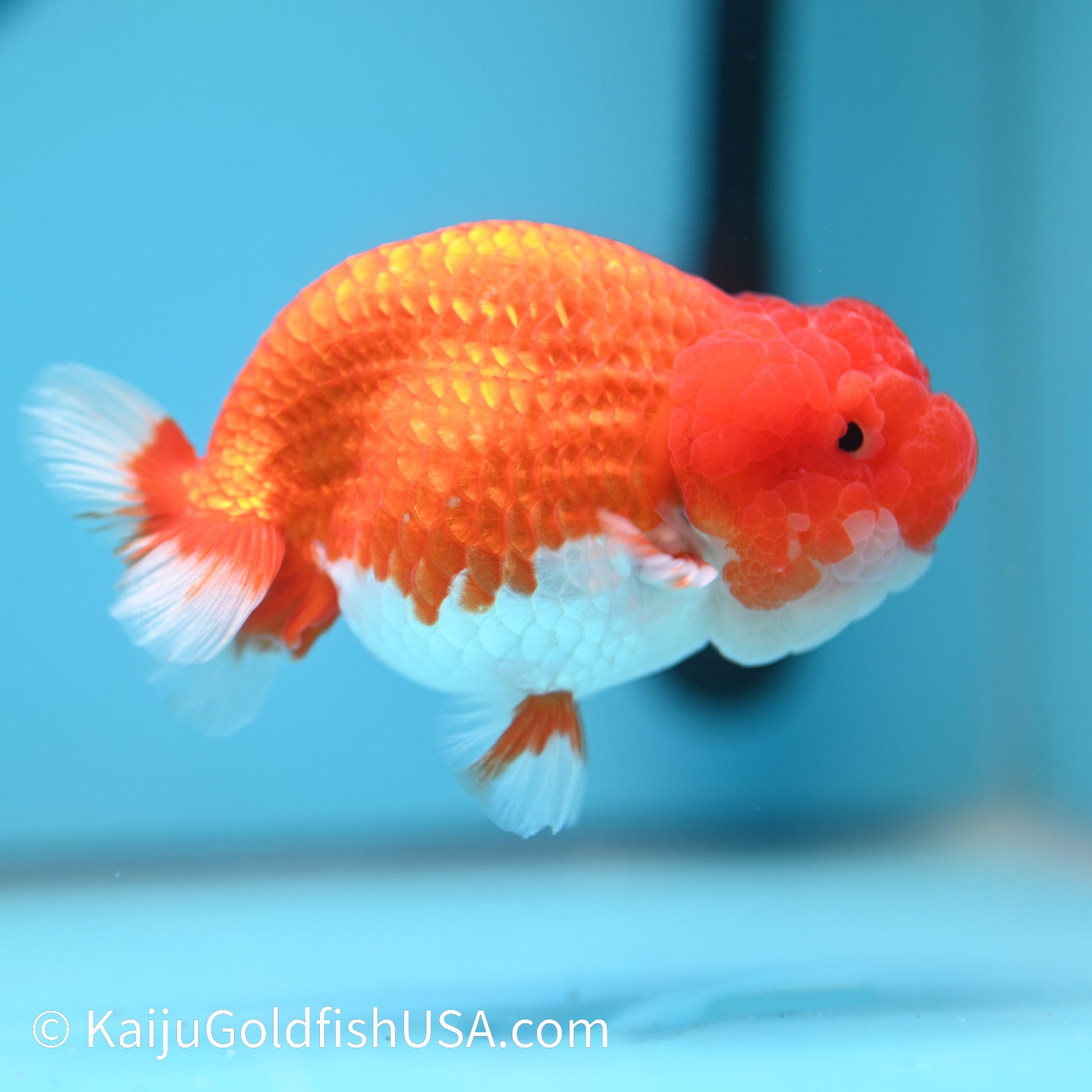 Marbled Wen Red White Buffalo Ranchu 4-4.5 inches (240322_RC03) - Kaiju Goldfish USA