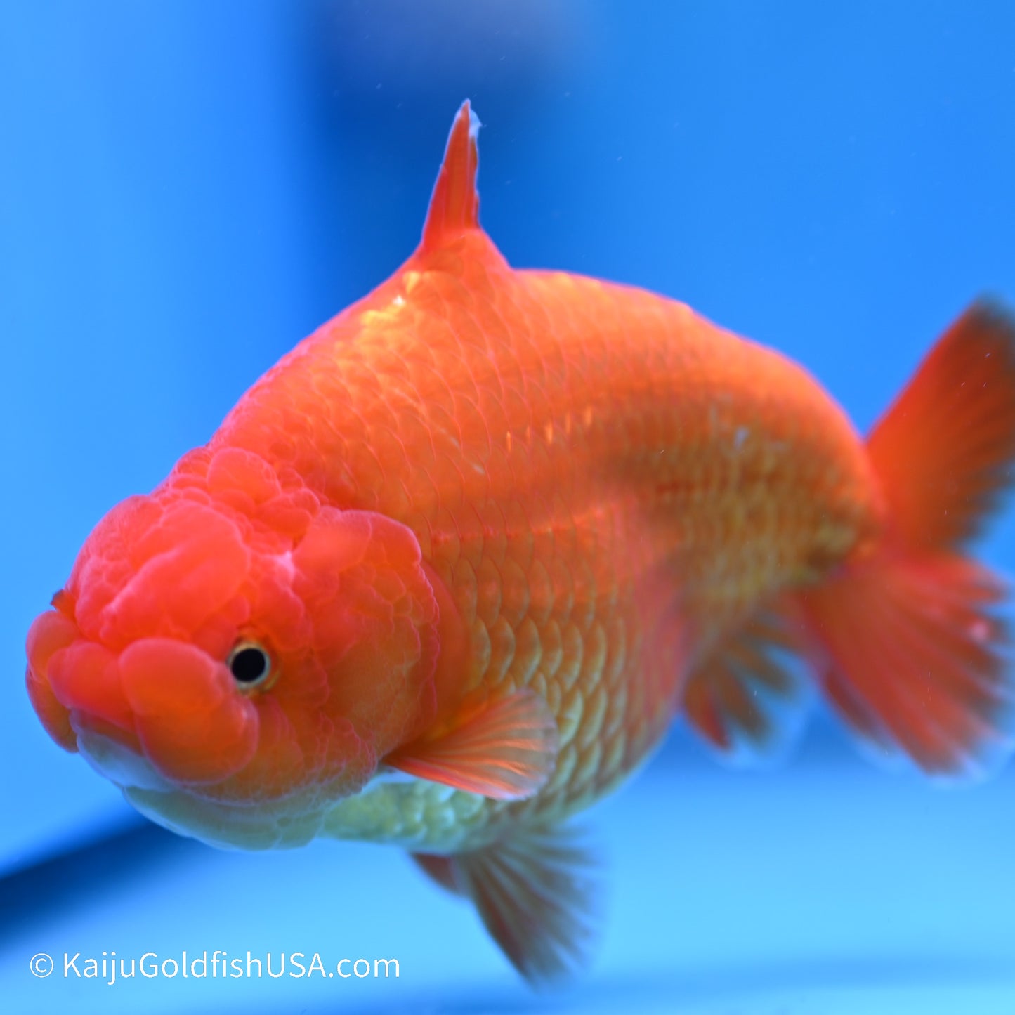 Shark Fin Ranchu 5 inches (240517_RC03) - Kaiju Goldfish USA