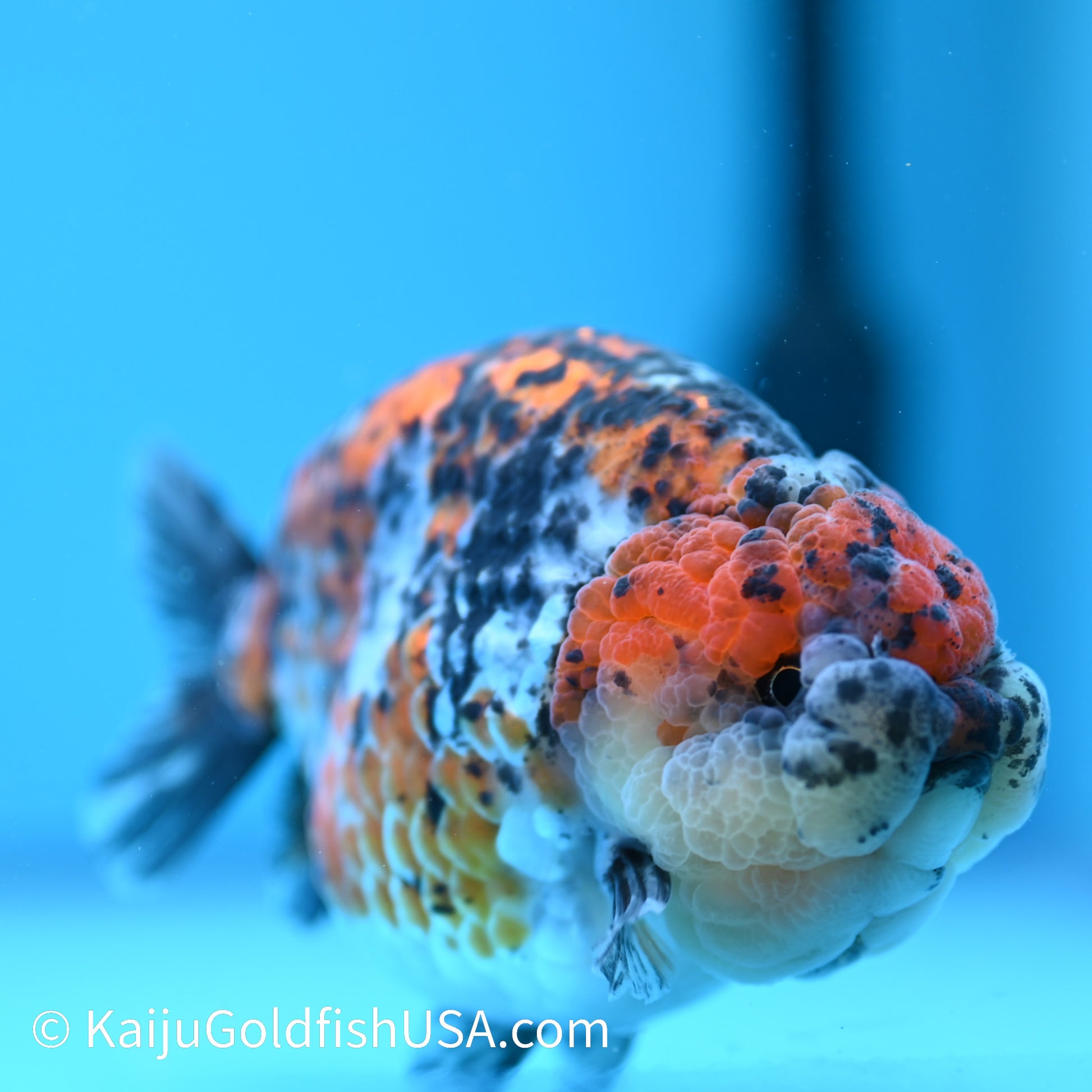 Tricolor Ranchu 5 inches(240510_RC03) - Kaiju Goldfish USA