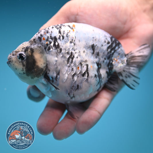 Blue Based High Back Ranchu 4.5 inch Body (250822_RC03)