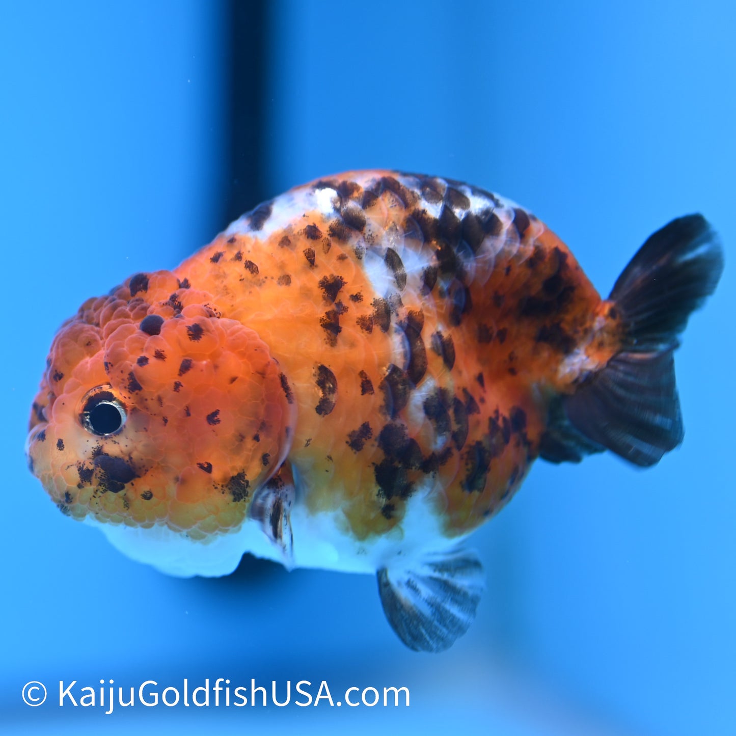 Calico Ranchu 3.5-4 inches (240308_RC03) - Kaiju Goldfish USA