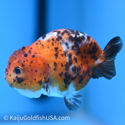 Calico Ranchu 3.5-4 inches (240308_RC03) - Kaiju Goldfish USA