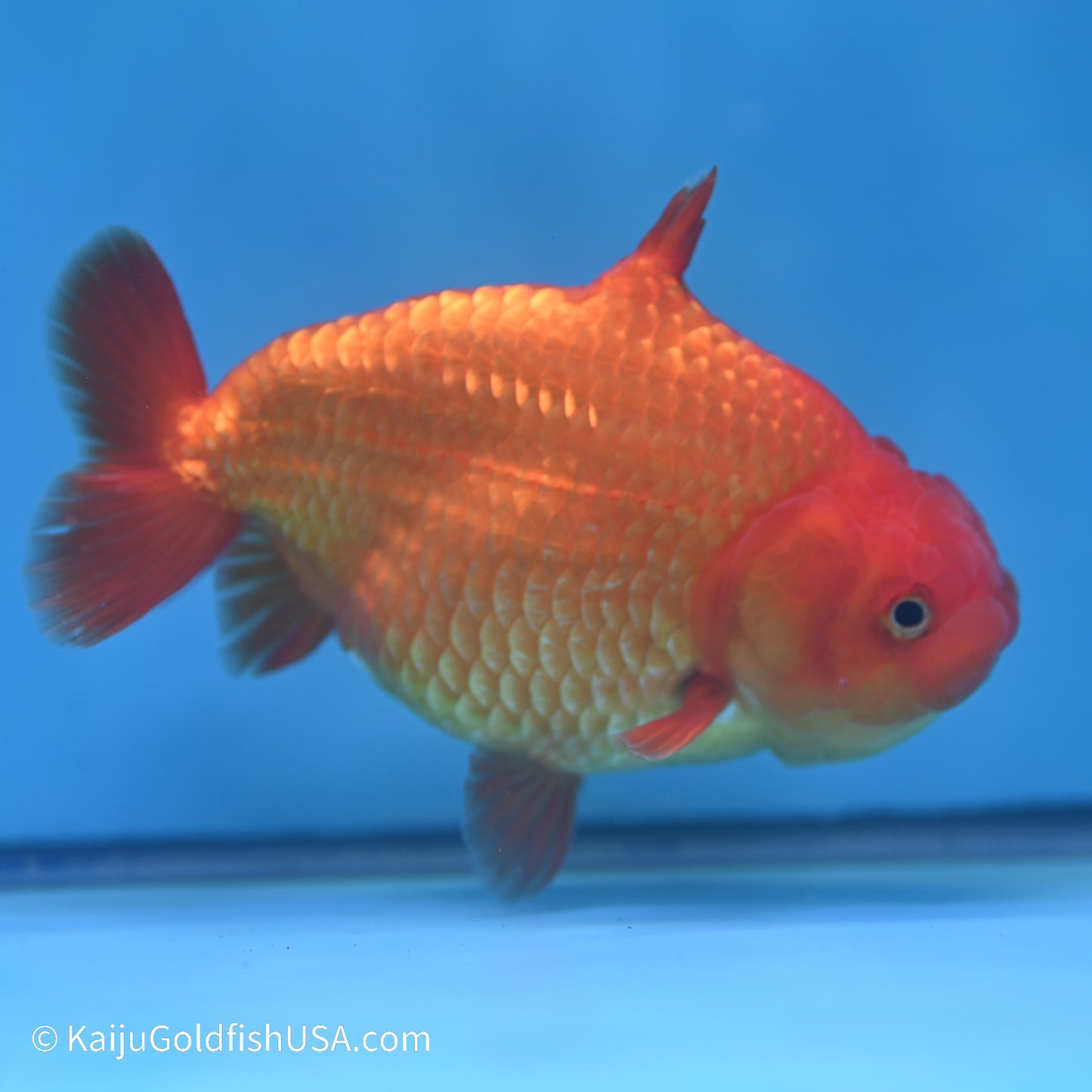 Shark Fin Ranchu 5 inches (240517_RC03) - Kaiju Goldfish USA