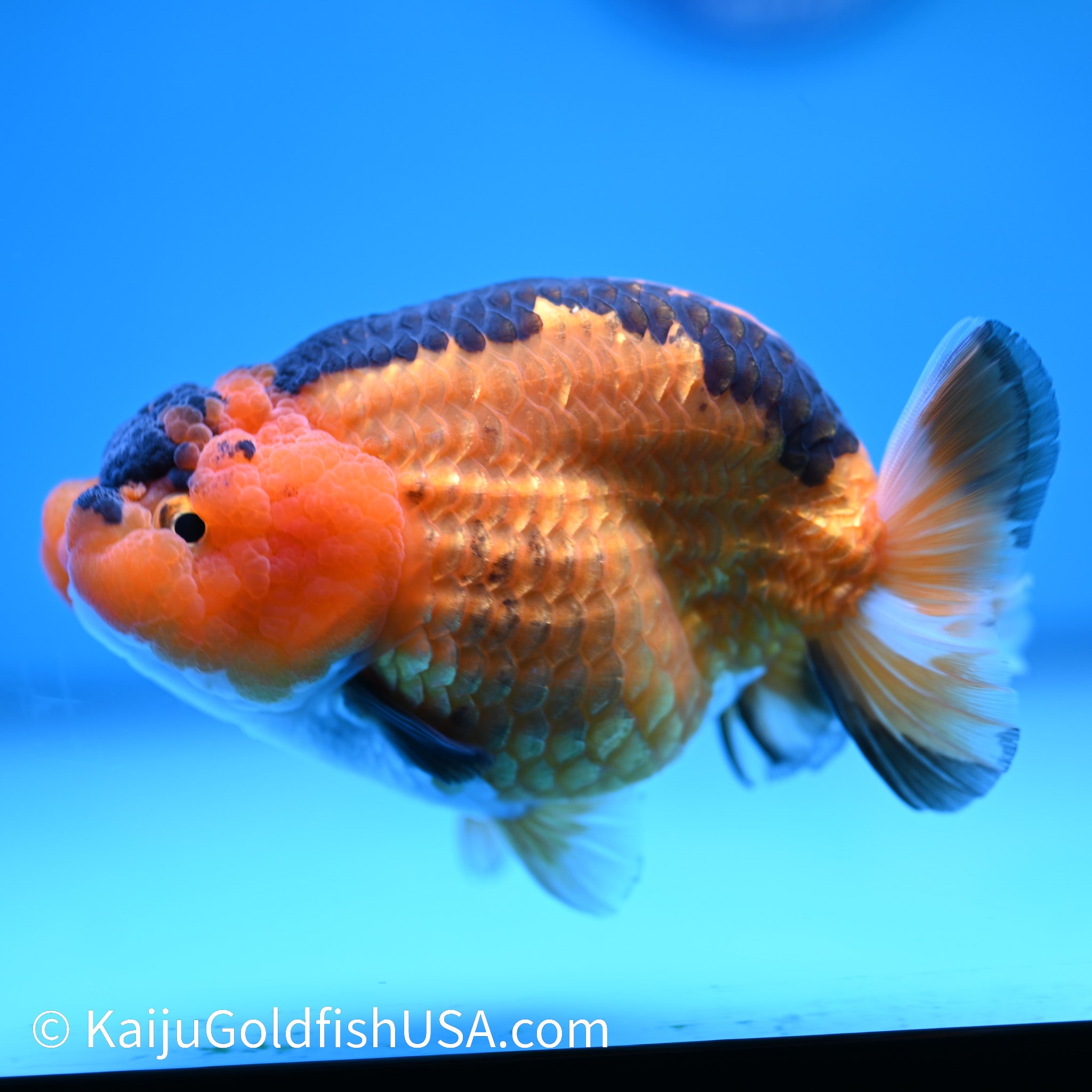 Apache Ranchu Goldfish for Sale | Kaiju Goldfish USA