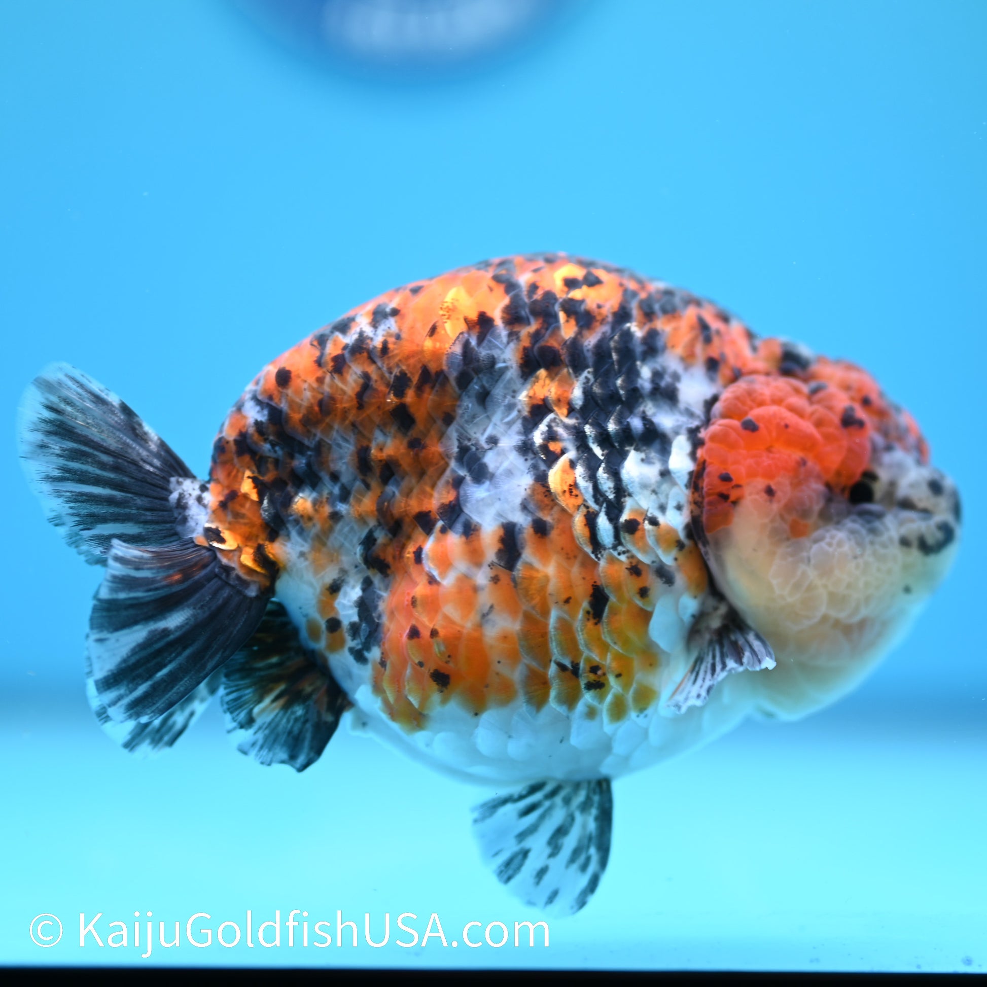 Tricolor Ranchu 5 inches(240510_RC03) - Kaiju Goldfish USA