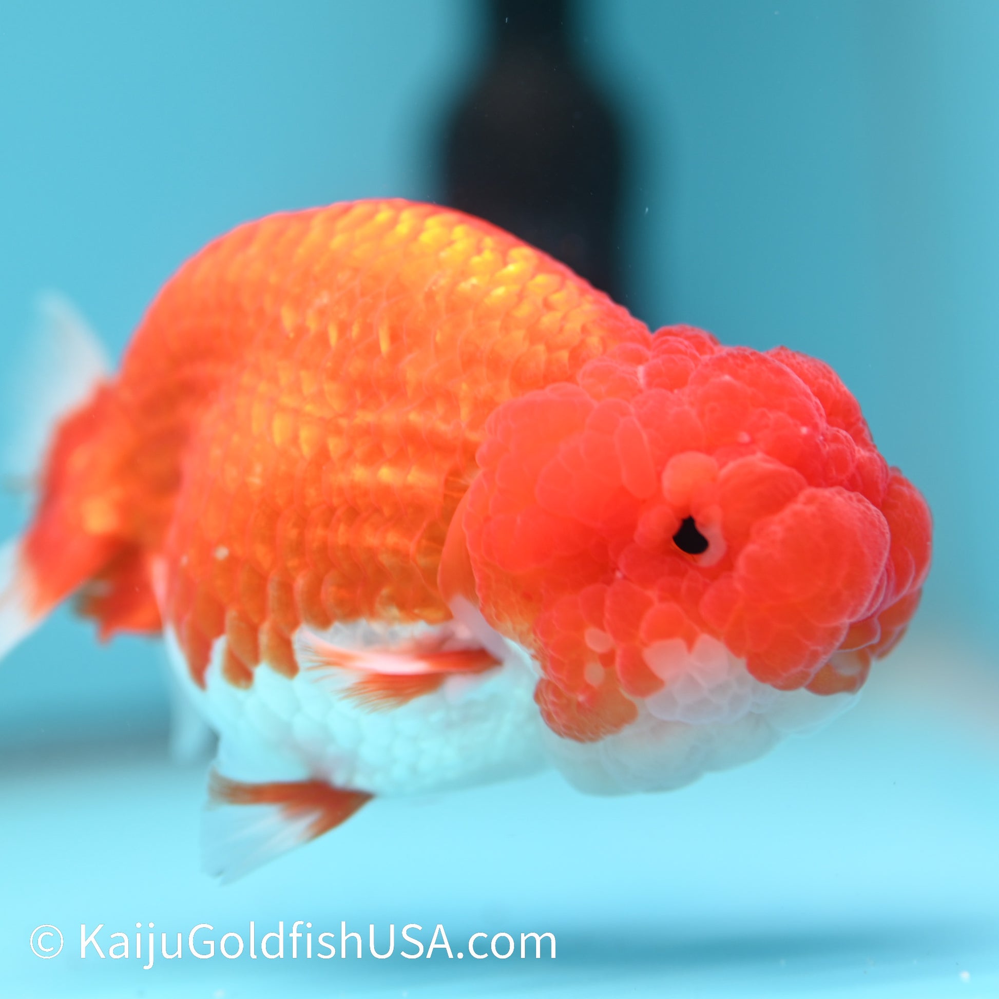 Marbled Wen Red White Buffalo Ranchu 4-4.5 inches (240322_RC03) - Kaiju Goldfish USA