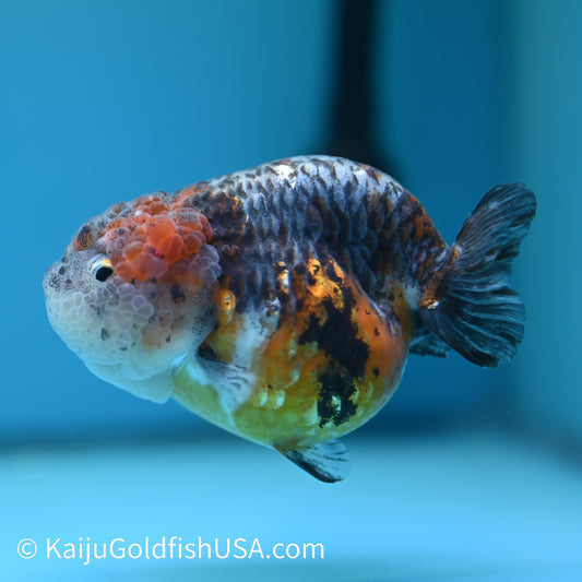 Blue Based Red Head Kirin Ranchu 4-4.5 inches (240329_RC03) - Kaiju Goldfish USA