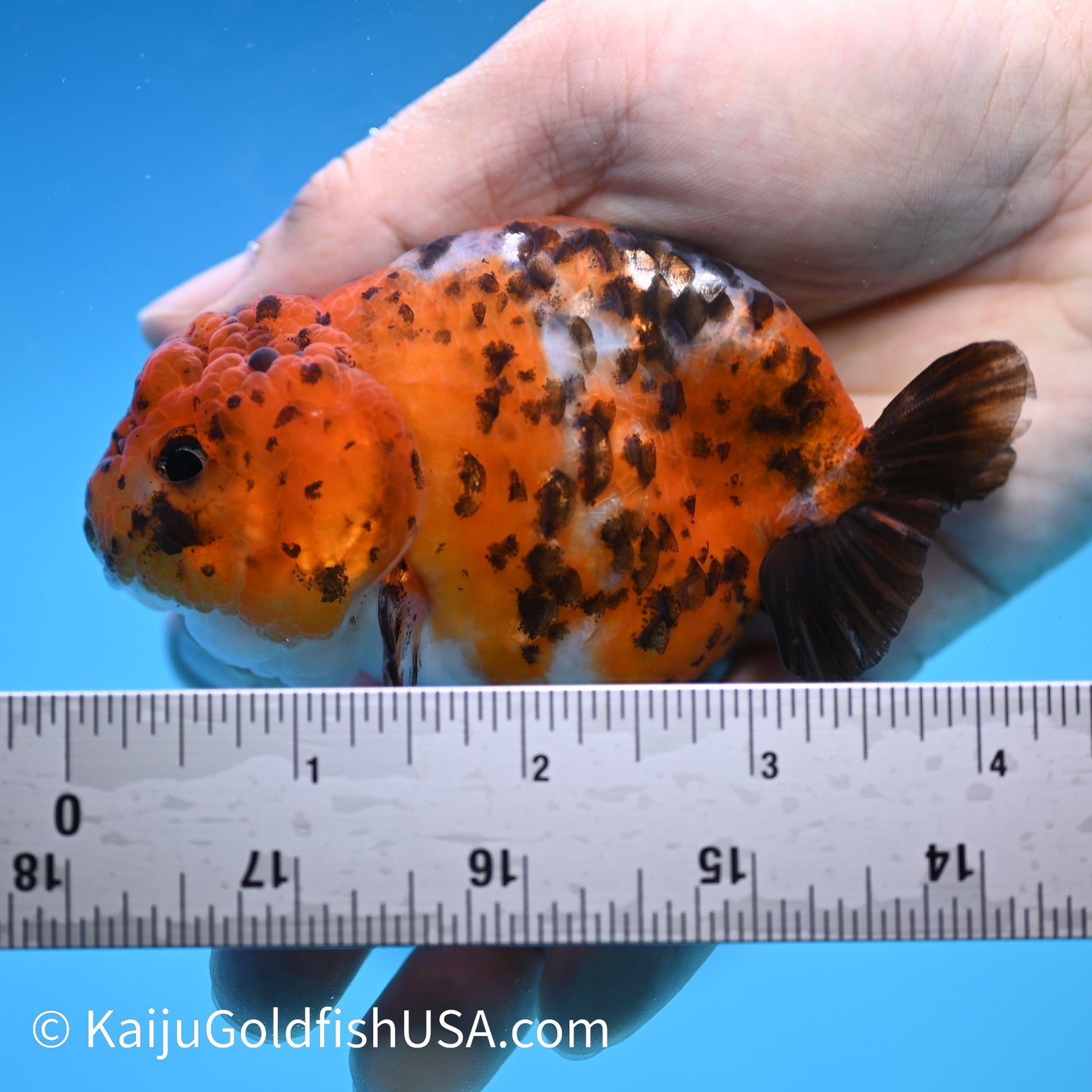 Calico Ranchu 3.5-4 inches (240308_RC03) - Kaiju Goldfish USA