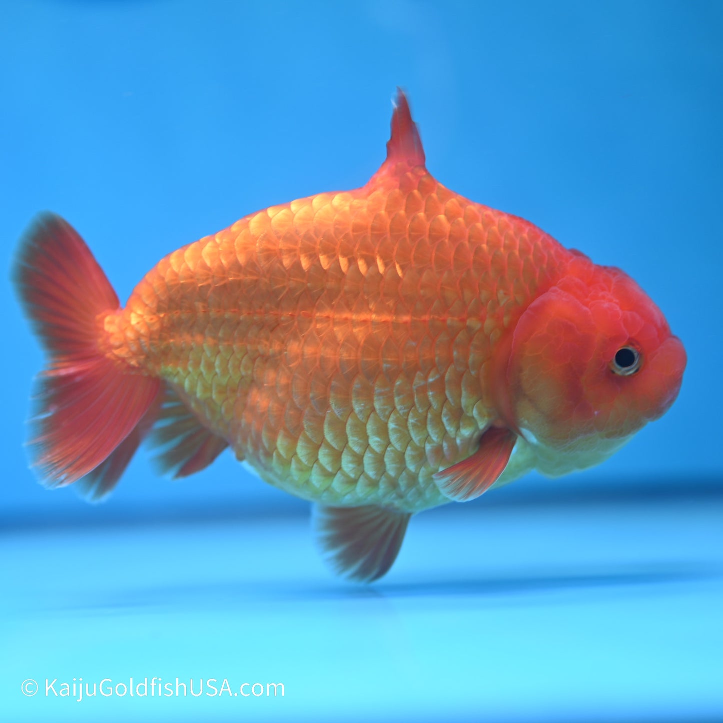 Shark Fin Ranchu 5 inches (240517_RC03) - Kaiju Goldfish USA