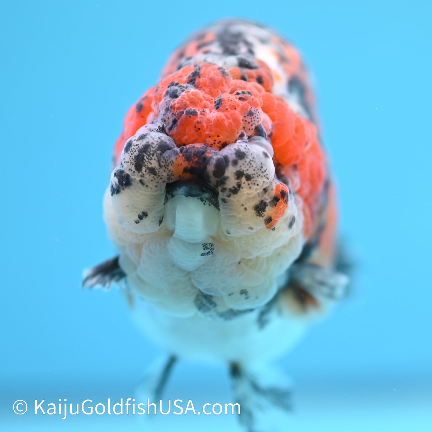 Tricolor Ranchu 5 inches(240510_RC03) - Kaiju Goldfish USA