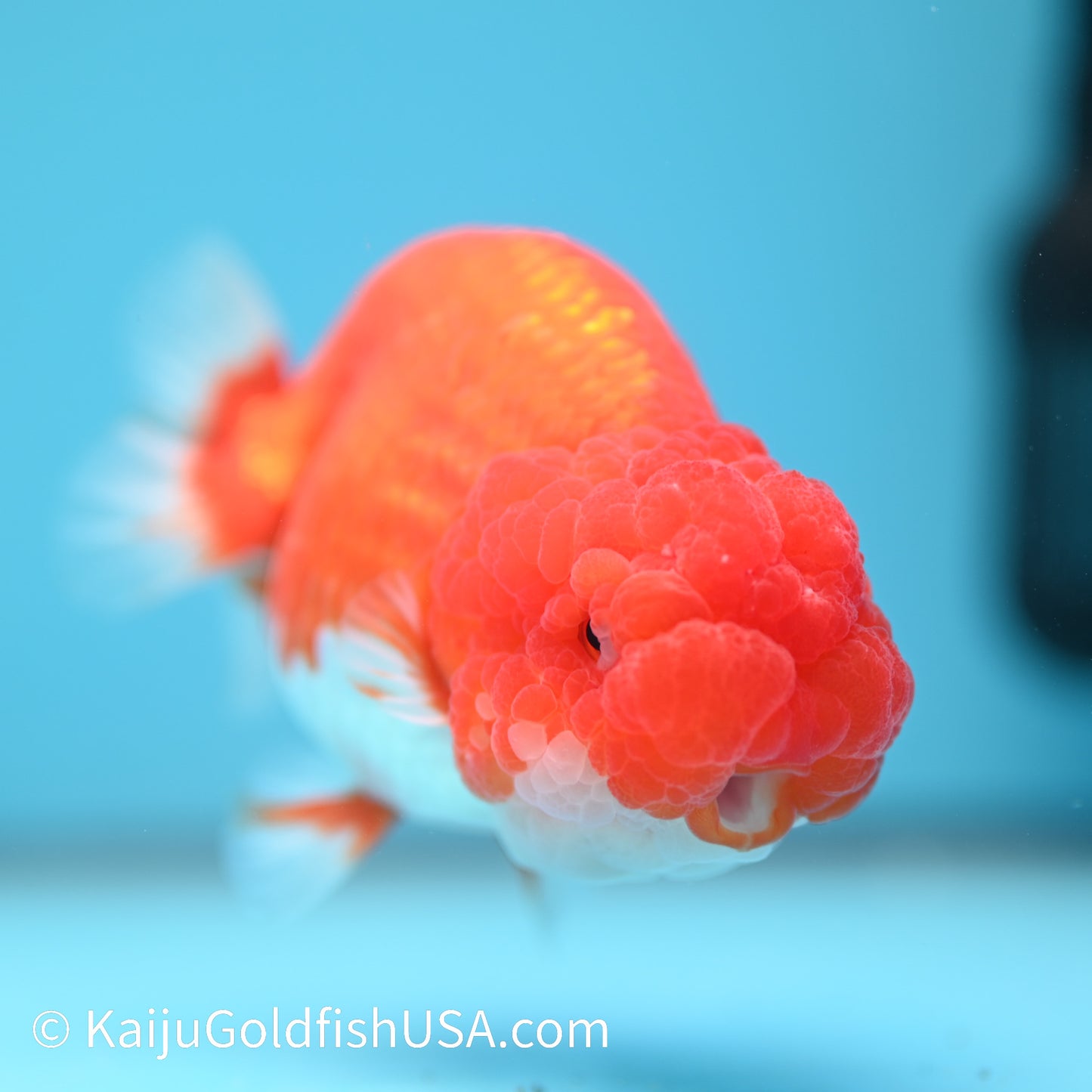 Marbled Wen Red White Buffalo Ranchu 4-4.5 inches (240322_RC03) - Kaiju Goldfish USA