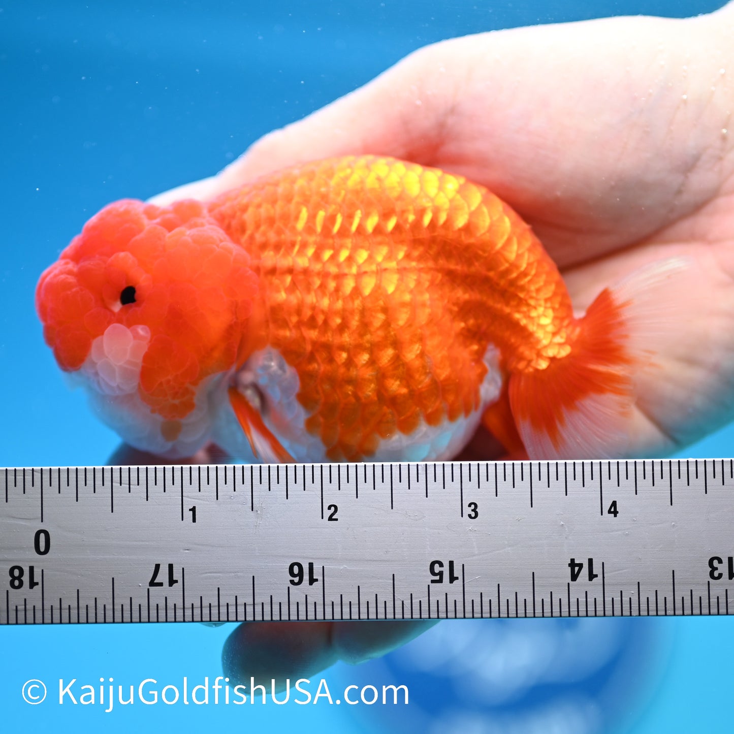 Marbled Wen Red White Buffalo Ranchu 4-4.5 inches (240322_RC03) - Kaiju Goldfish USA