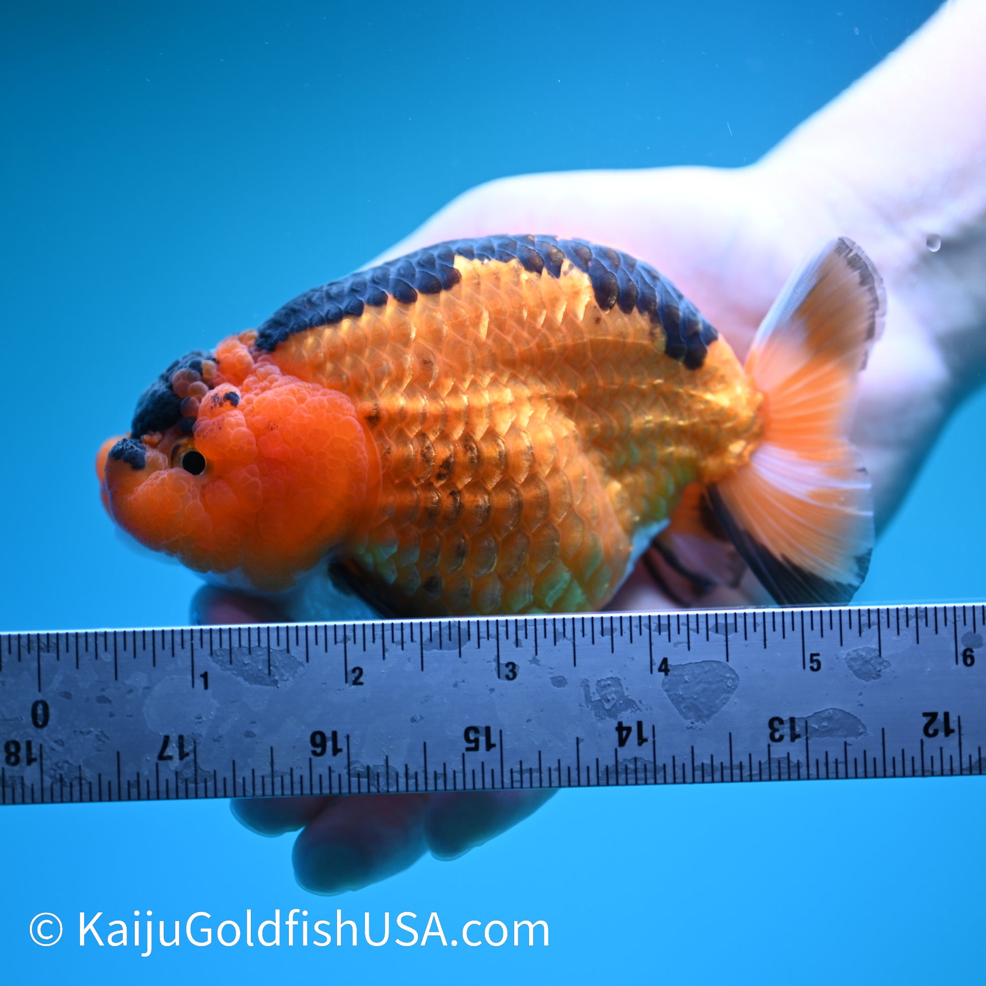 Apache Ranchu 5.5 inches(240426_RC03) - Kaiju Goldfish USA