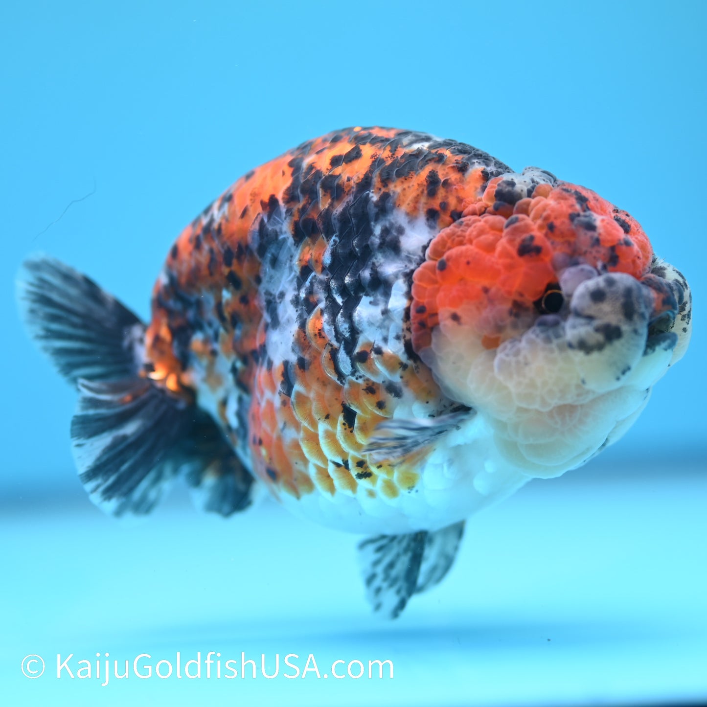 Tricolor Ranchu 5 inches(240510_RC03) - Kaiju Goldfish USA