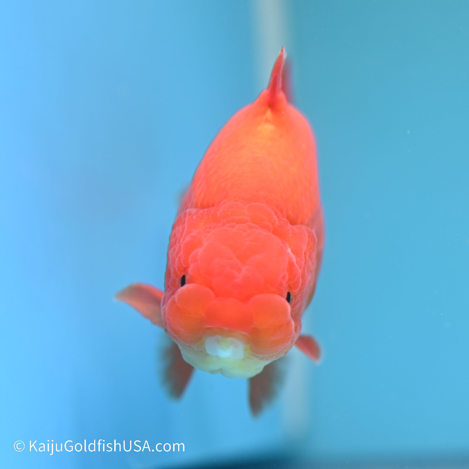 Shark Fin Ranchu 5 inches (240517_RC03) - Kaiju Goldfish USA