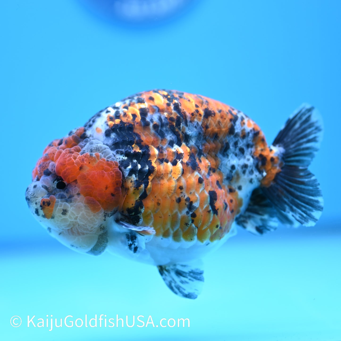 Tricolor Ranchu 5 inches(240510_RC03) - Kaiju Goldfish USA