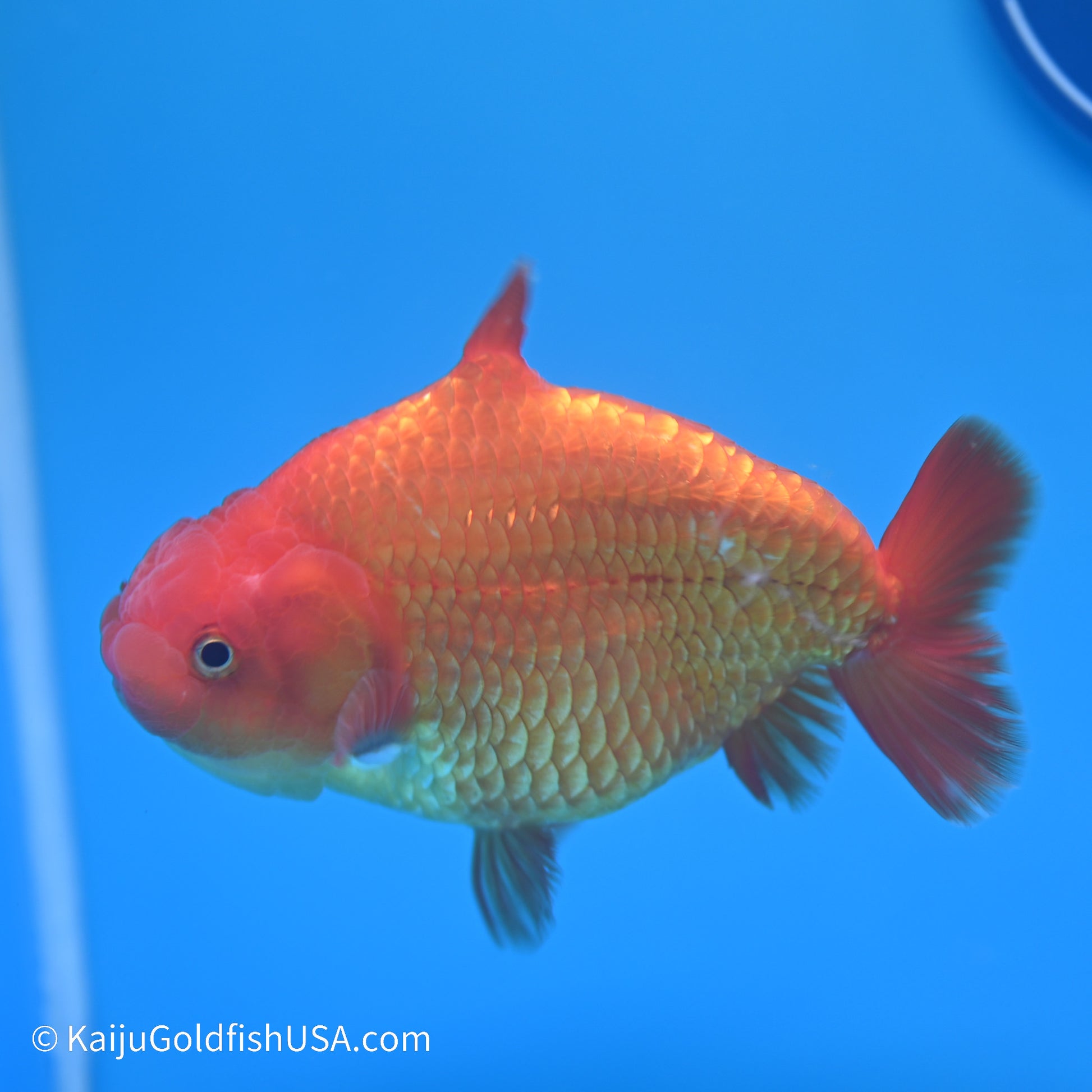 Shark Fin Ranchu 5 inches (240517_RC03) - Kaiju Goldfish USA