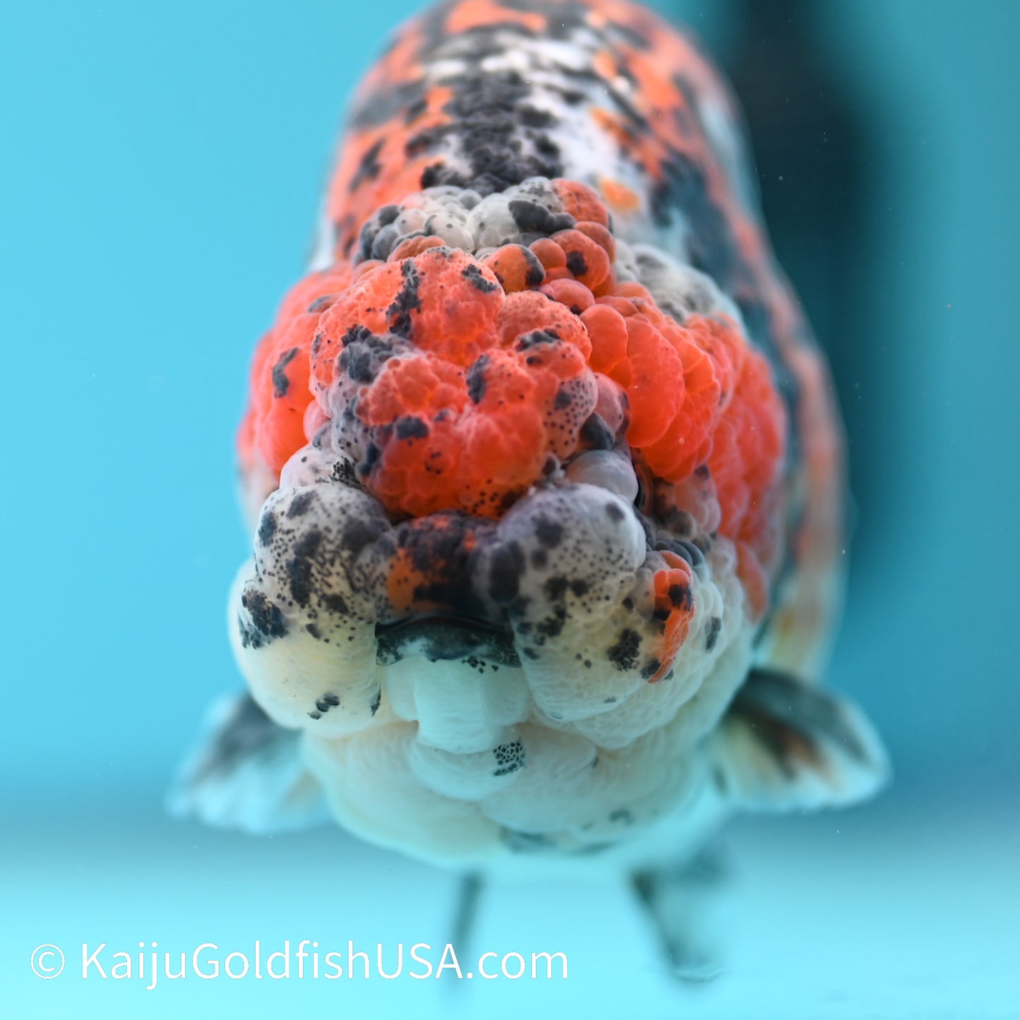 Tricolor Ranchu 5 inches(240510_RC03) - Kaiju Goldfish USA