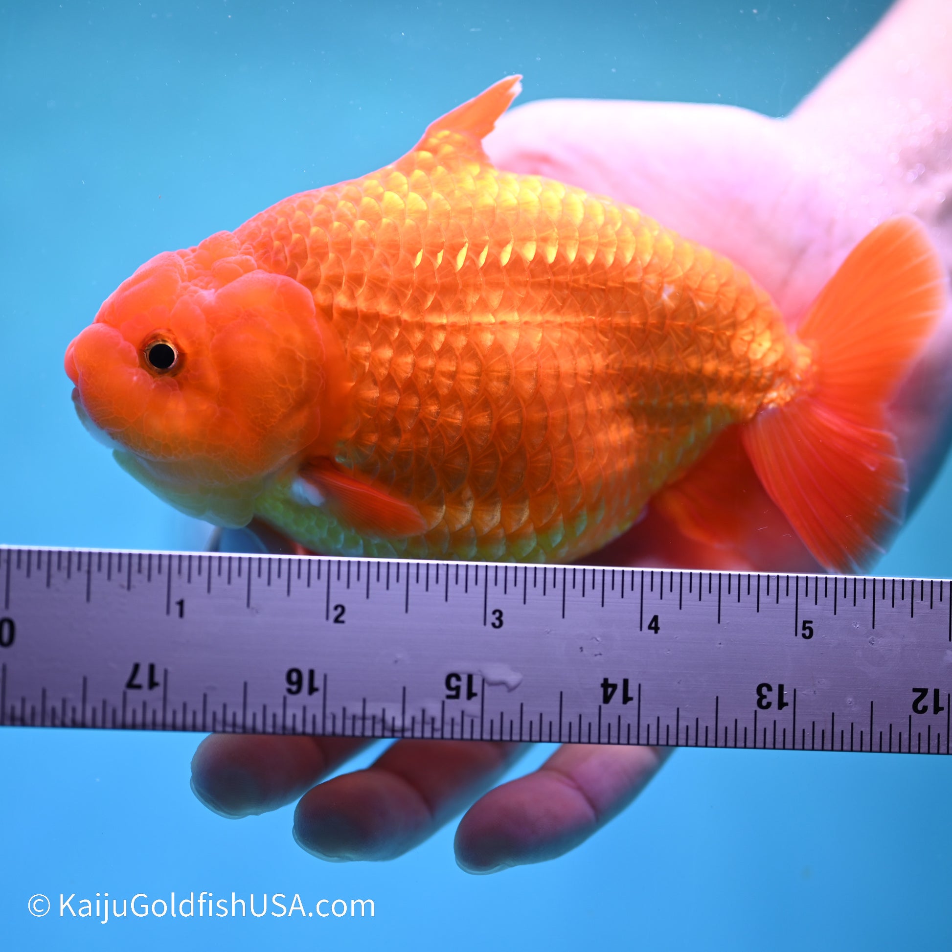 Shark Fin Ranchu 5 inches (240517_RC03) - Kaiju Goldfish USA